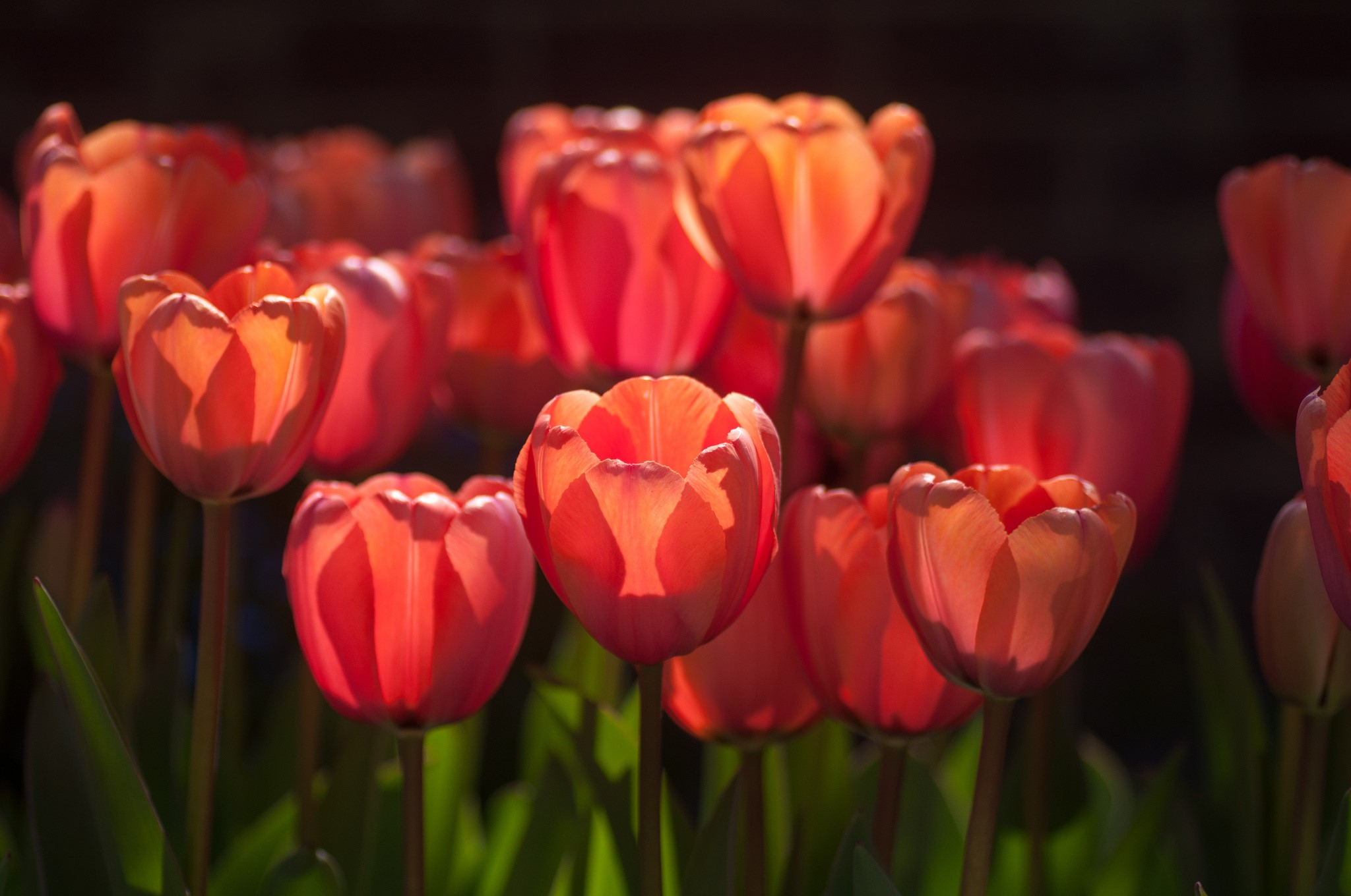 Red Tulips in Sunlight HD Wallpaper