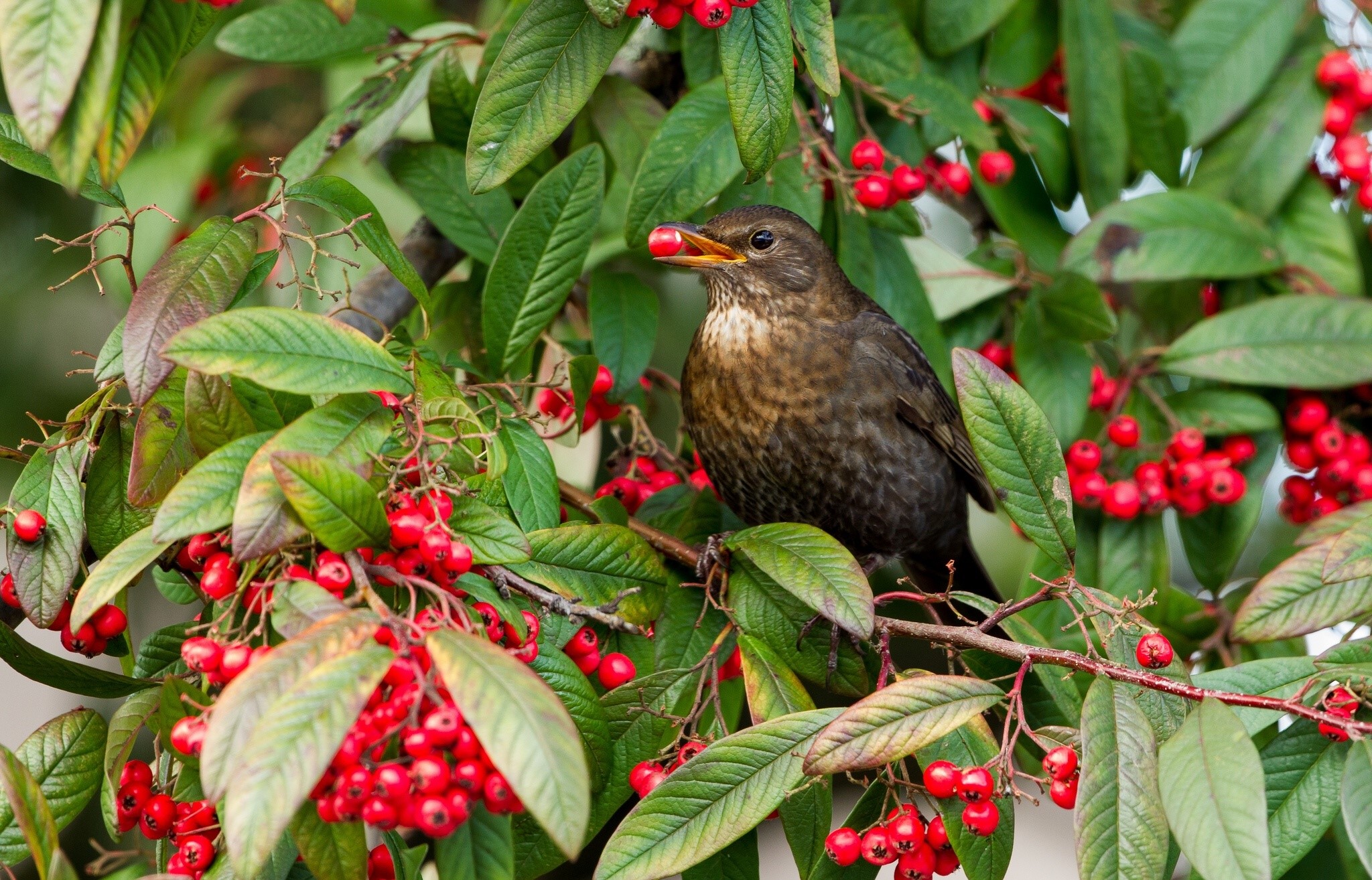Female blackbird eating berries from a tree HD Wallpaper
