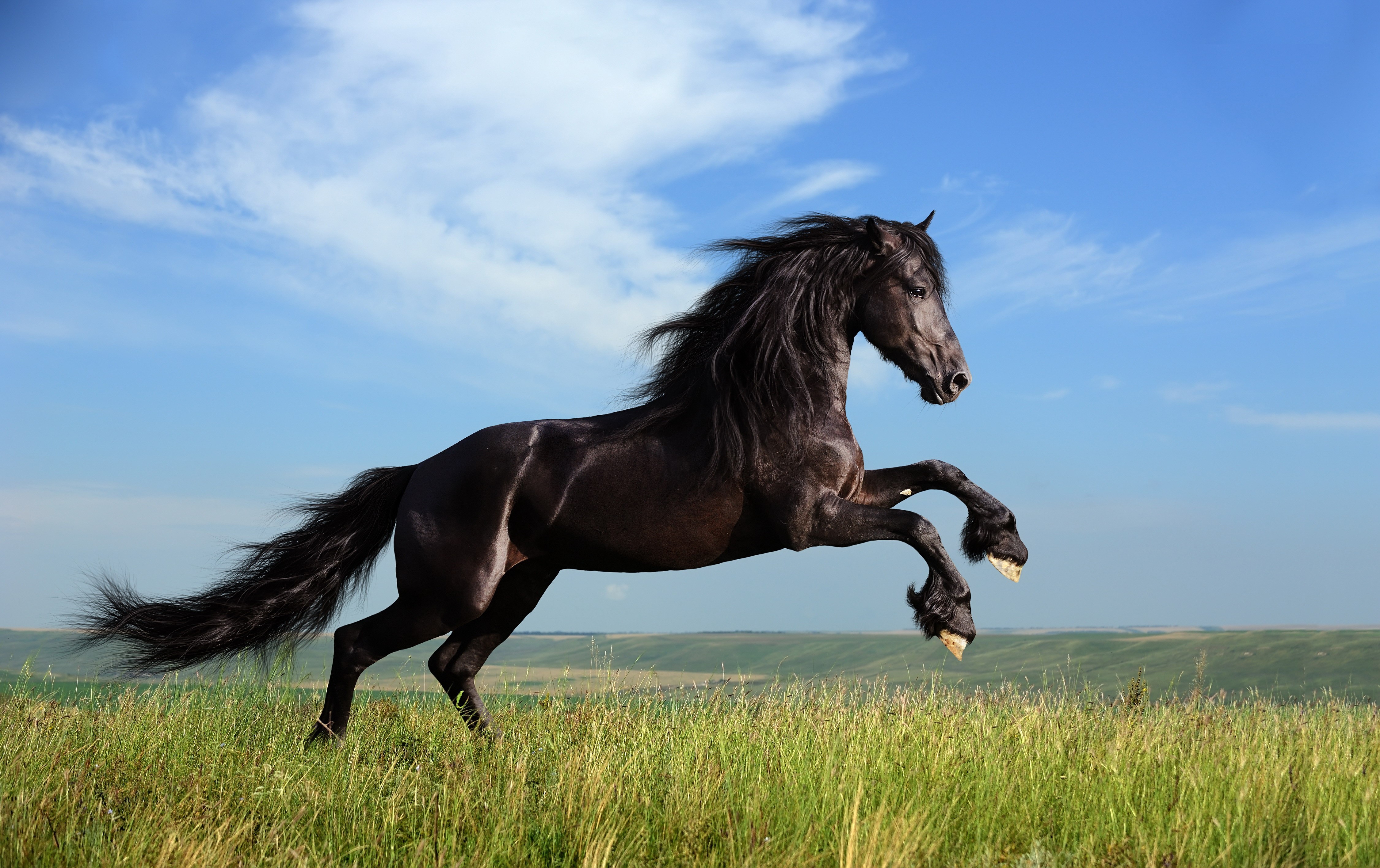 Black horse rearing in a grassy field under a blue sky HD Wallpaper
