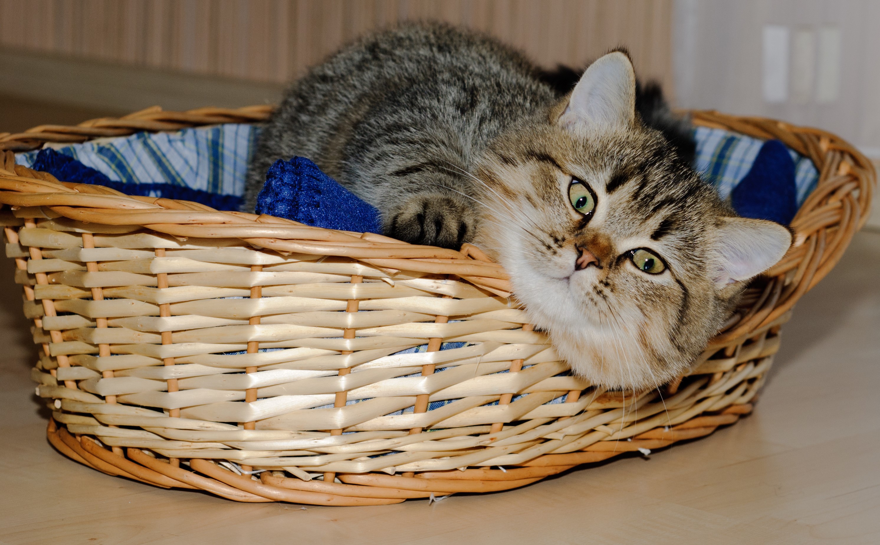 Tabby cat in a wicker basket HD Wallpaper