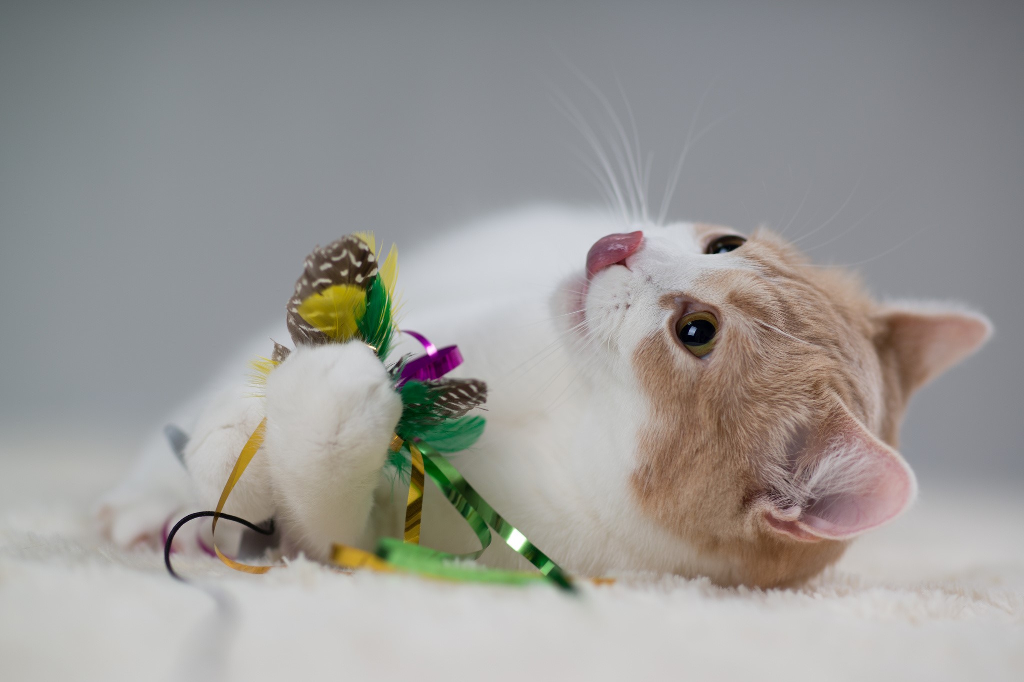 Cat playing with a feather toy HD Wallpaper