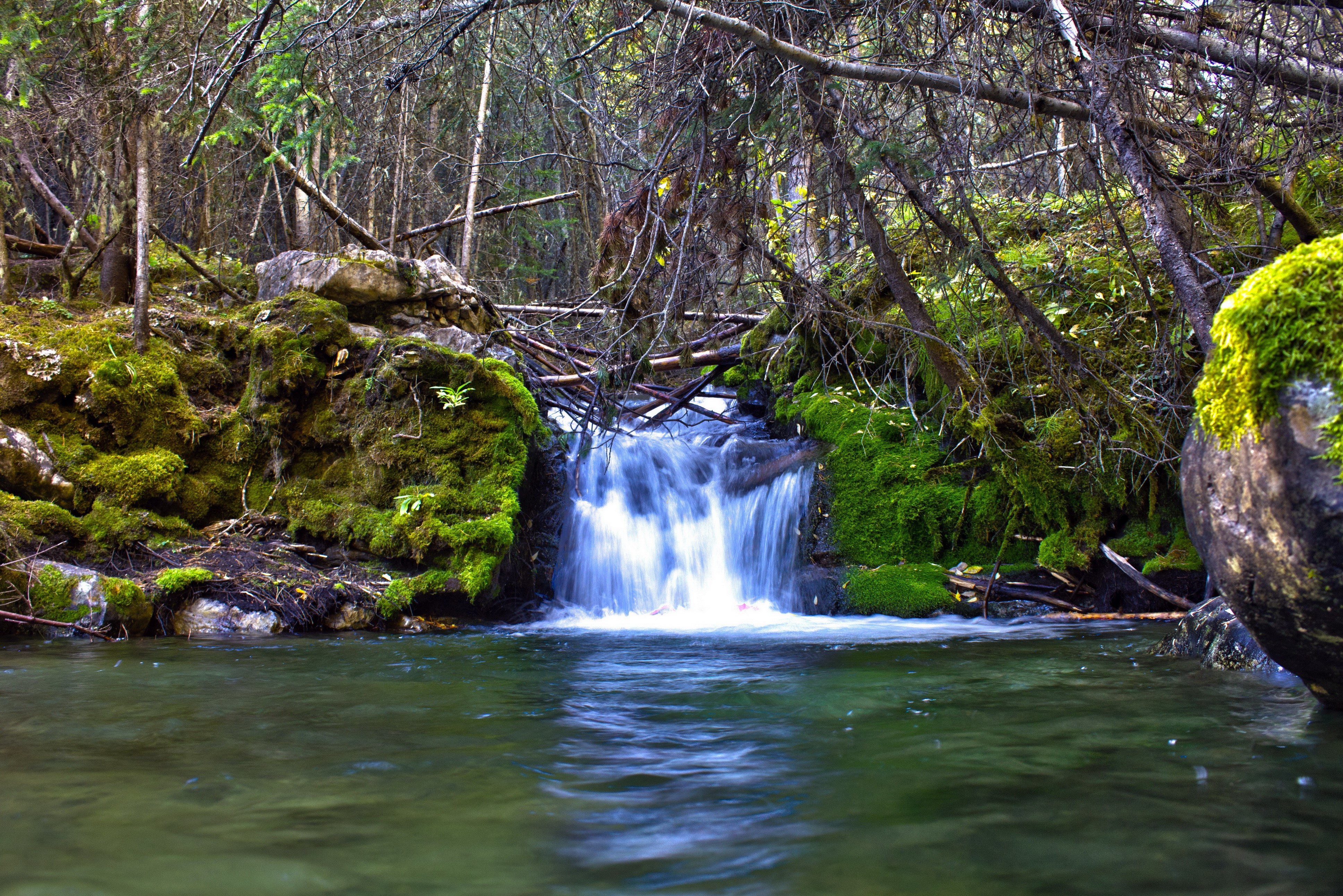 Small waterfall in a mossy forest with branches HD Wallpaper