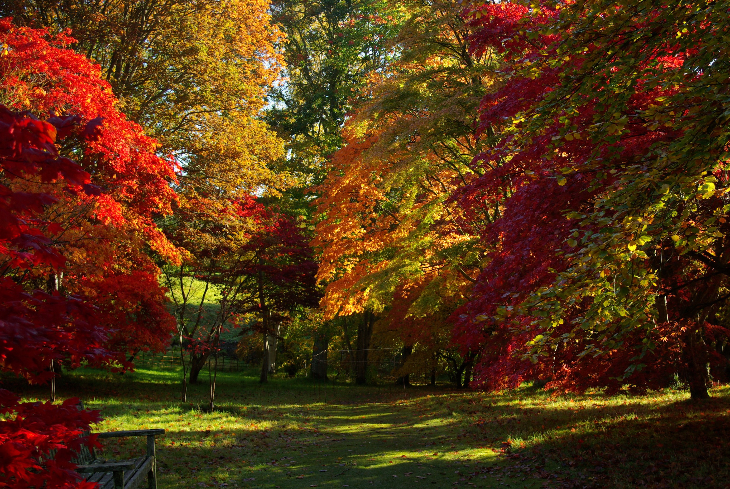 Autumn park with colorful maple trees and a bench HD Wallpaper