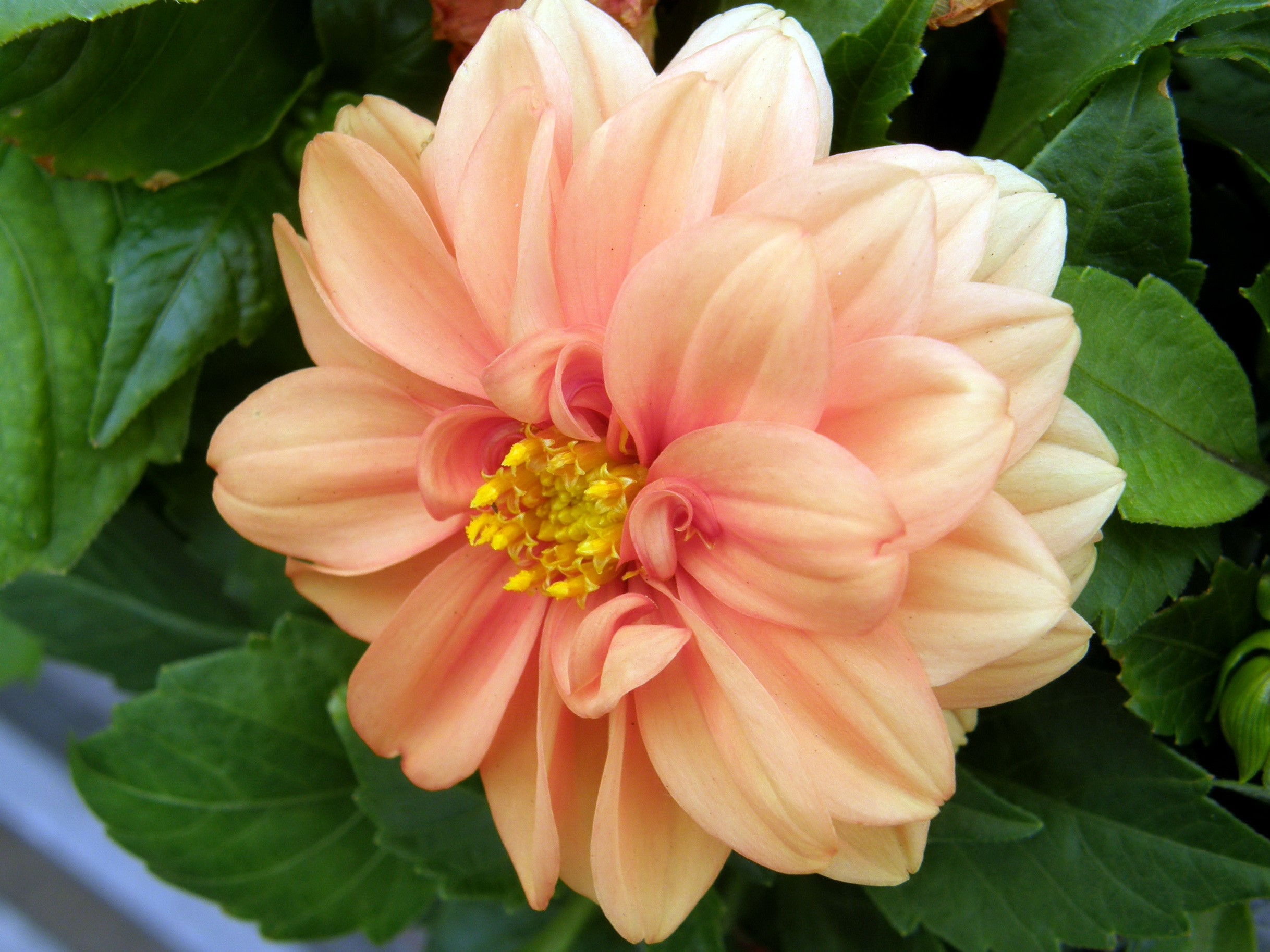 Peach Dahlia flower with green leaves HD Wallpaper