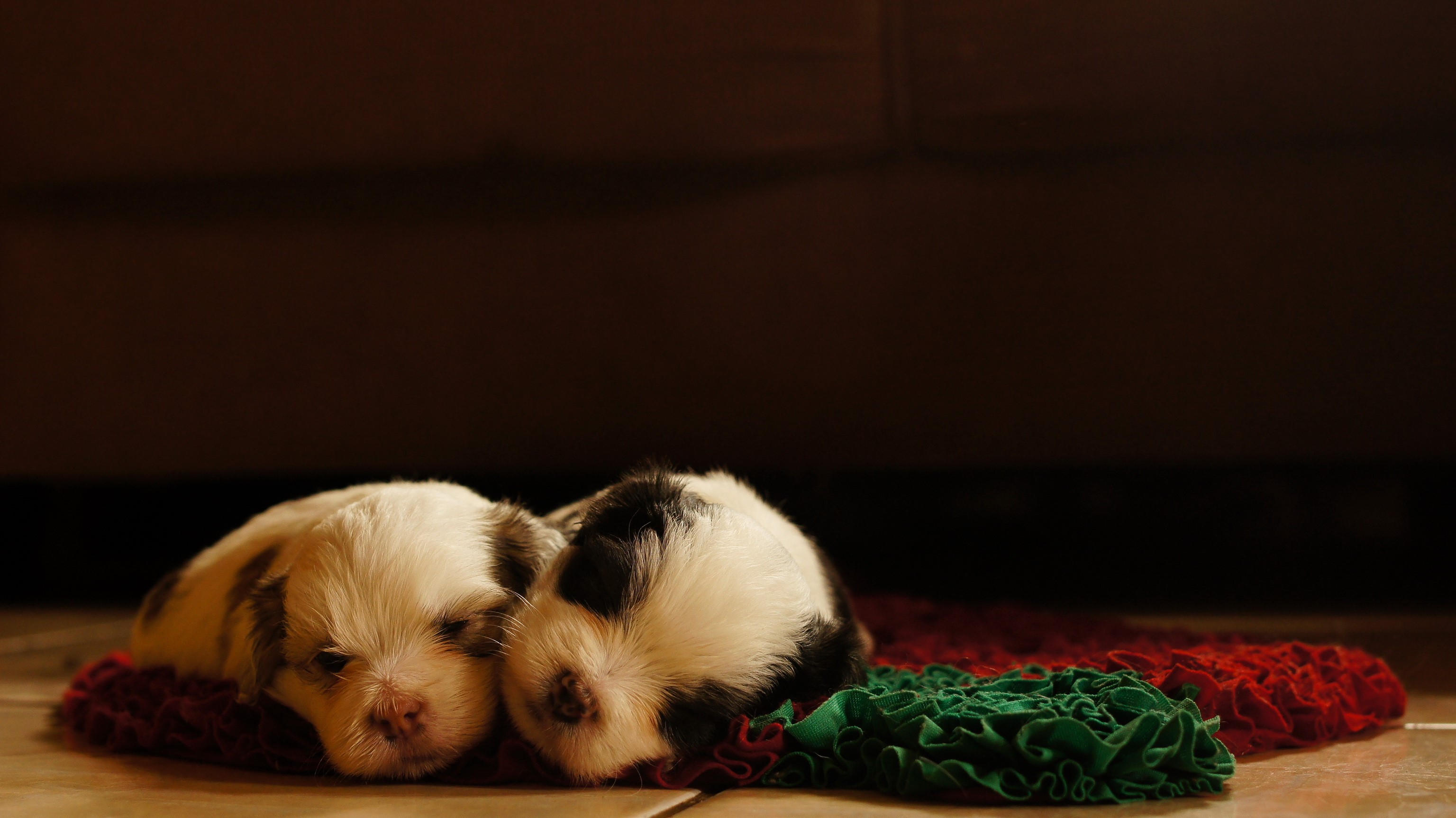 Two puppies sleeping on a rug HD Wallpaper