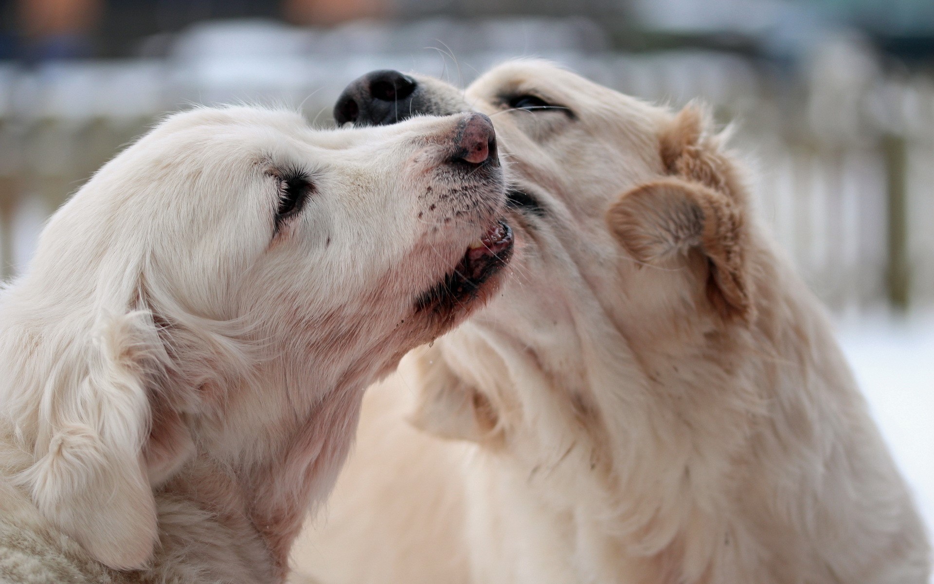 Two golden retrievers interacting outdoors HD Wallpaper