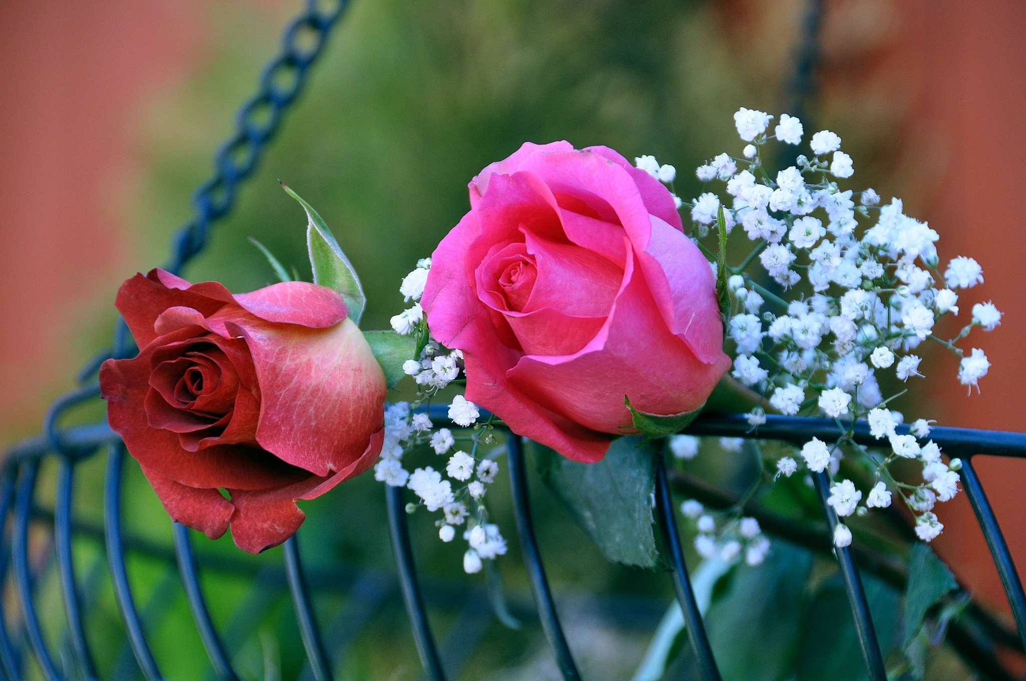 Two roses in a basket HD Wallpaper