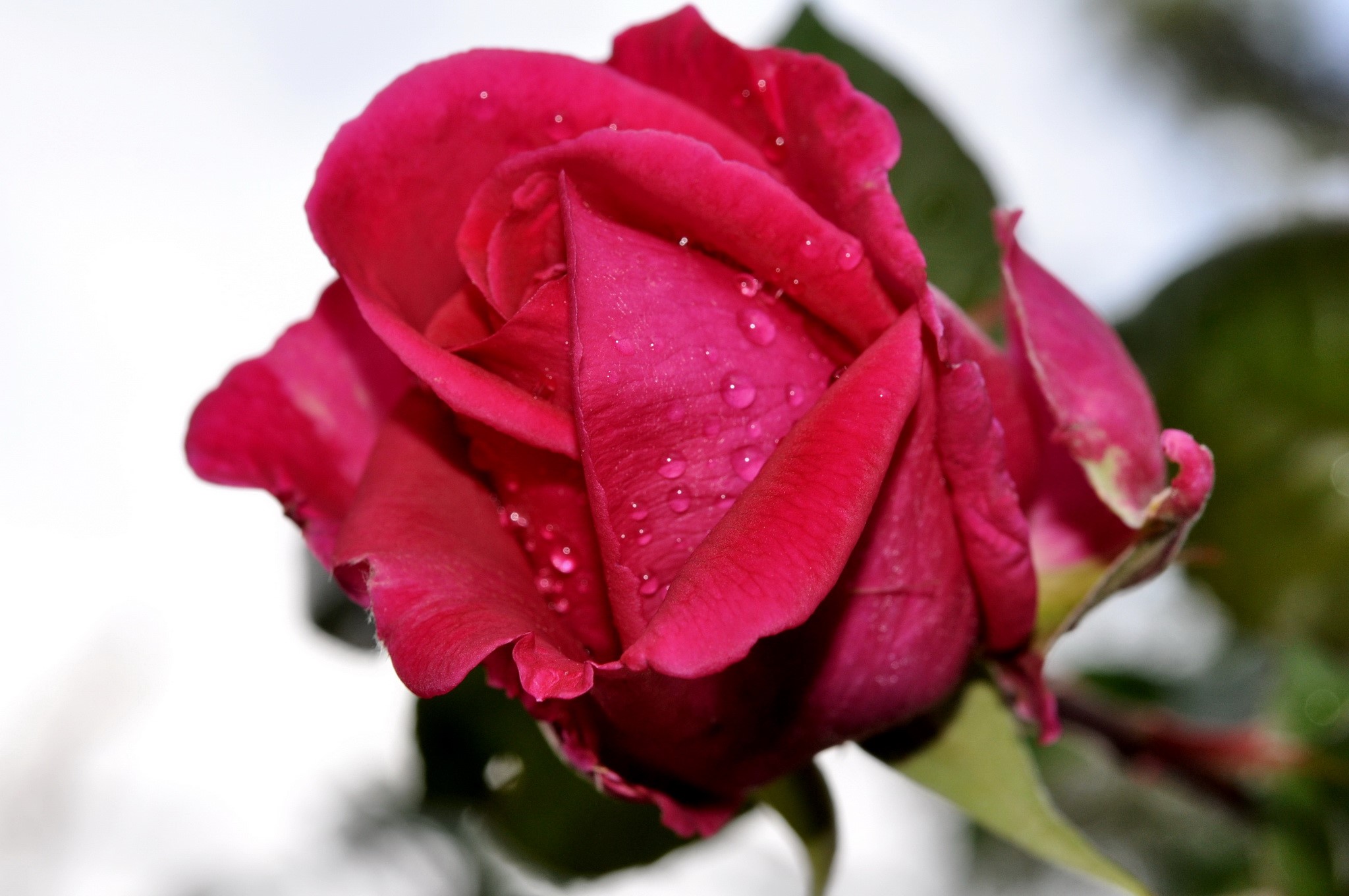 Close-up of a red rose with water droplets HD Wallpaper