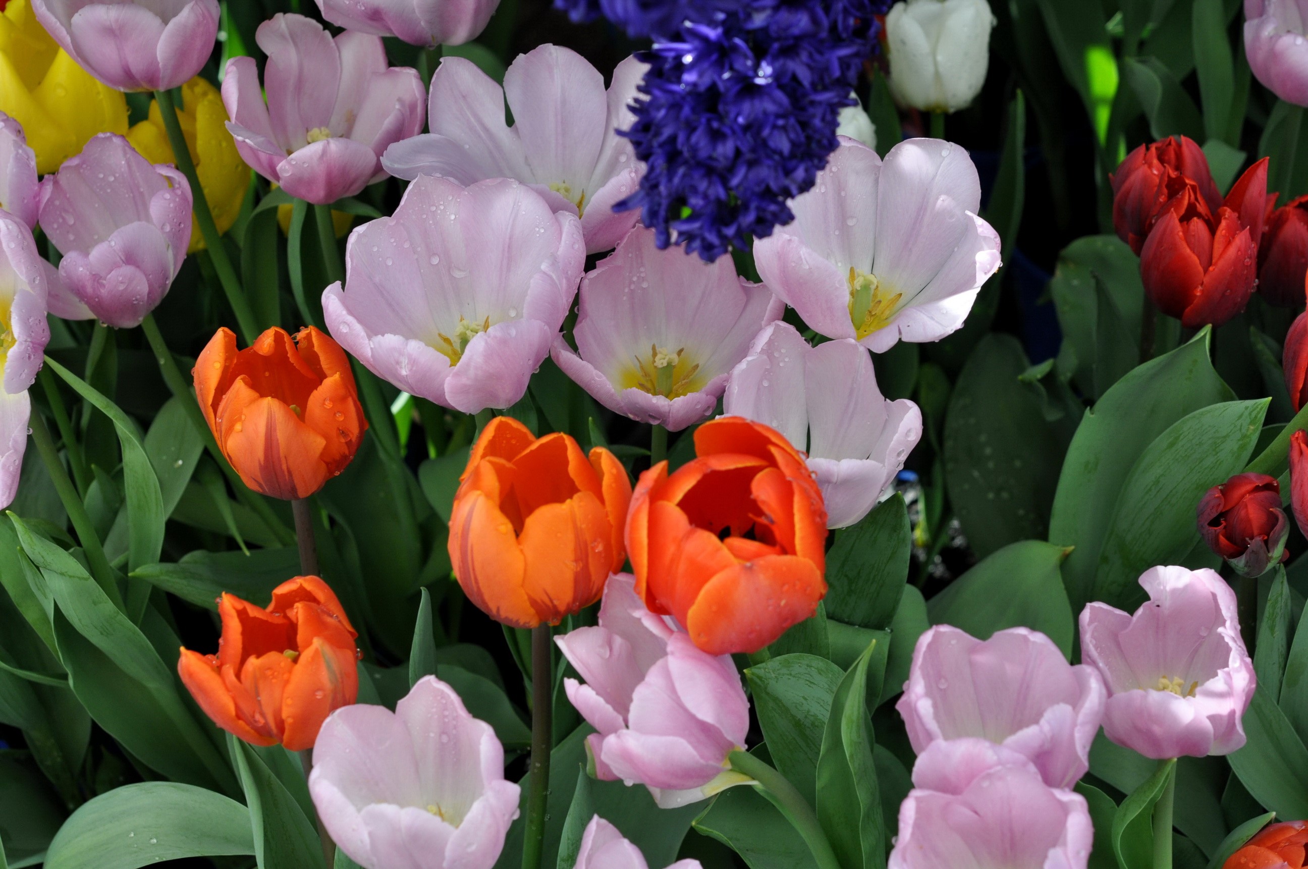 A colorful assortment of tulips and hyacinths HD Wallpaper