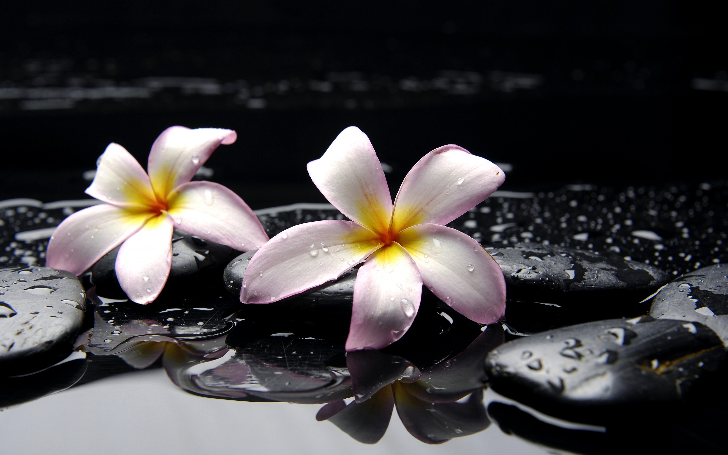 Plumeria flowers on wet black stones HD Wallpaper