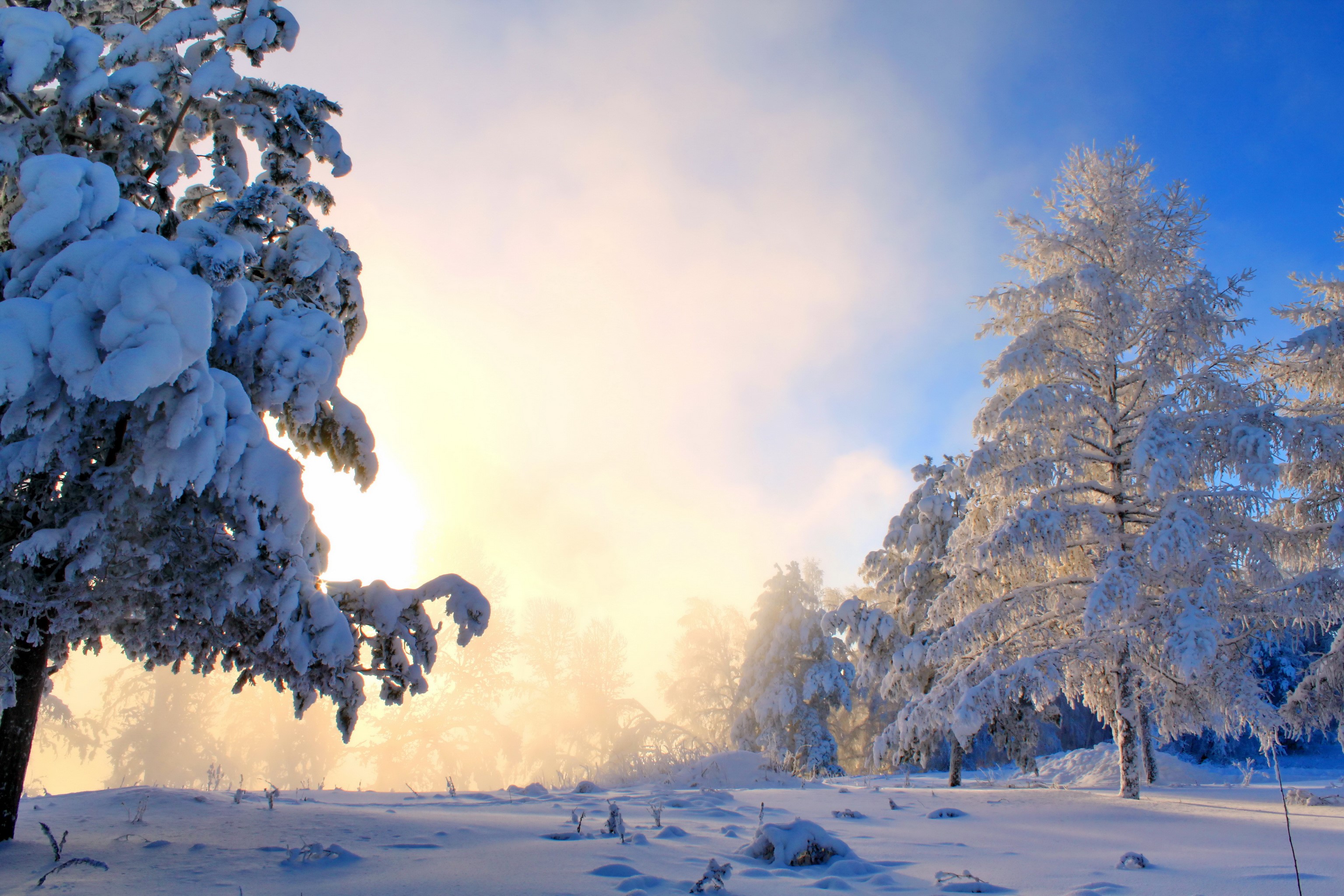 Snow-covered trees in a winter landscape with fog and sunlight HD Wallpaper