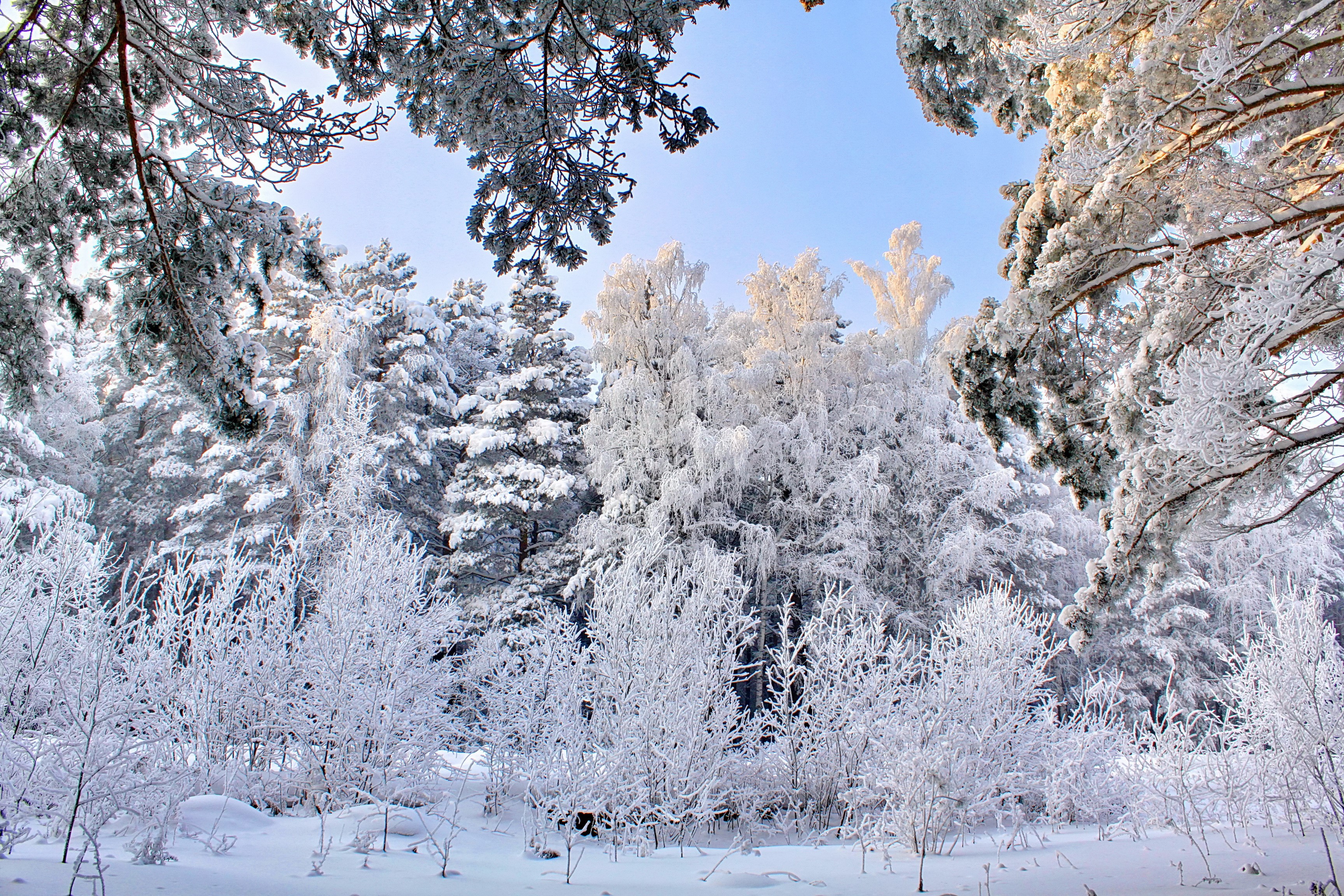 Snow-covered trees in a winter forest HD Wallpaper