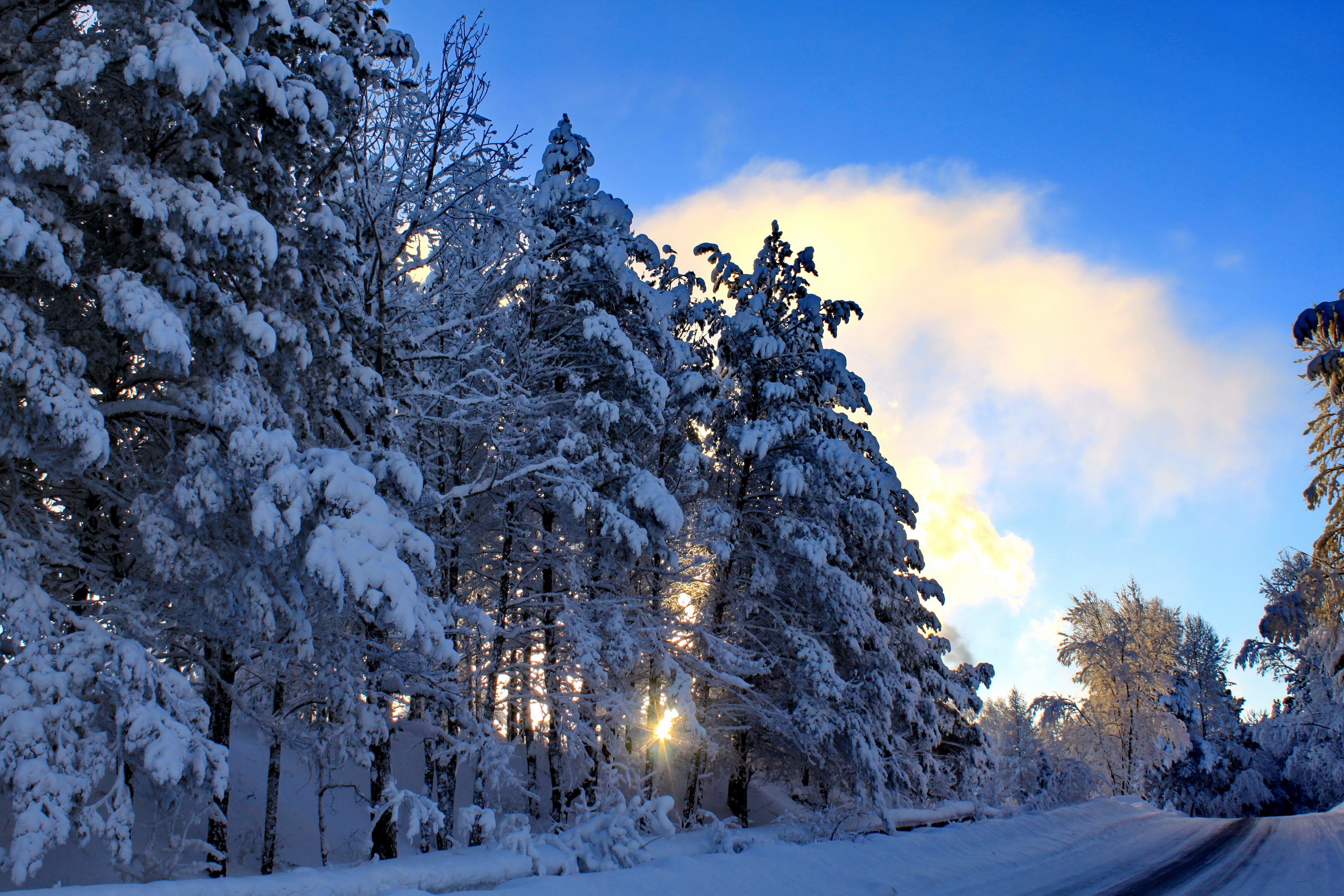 Snow covered trees along a winter road HD Wallpaper
