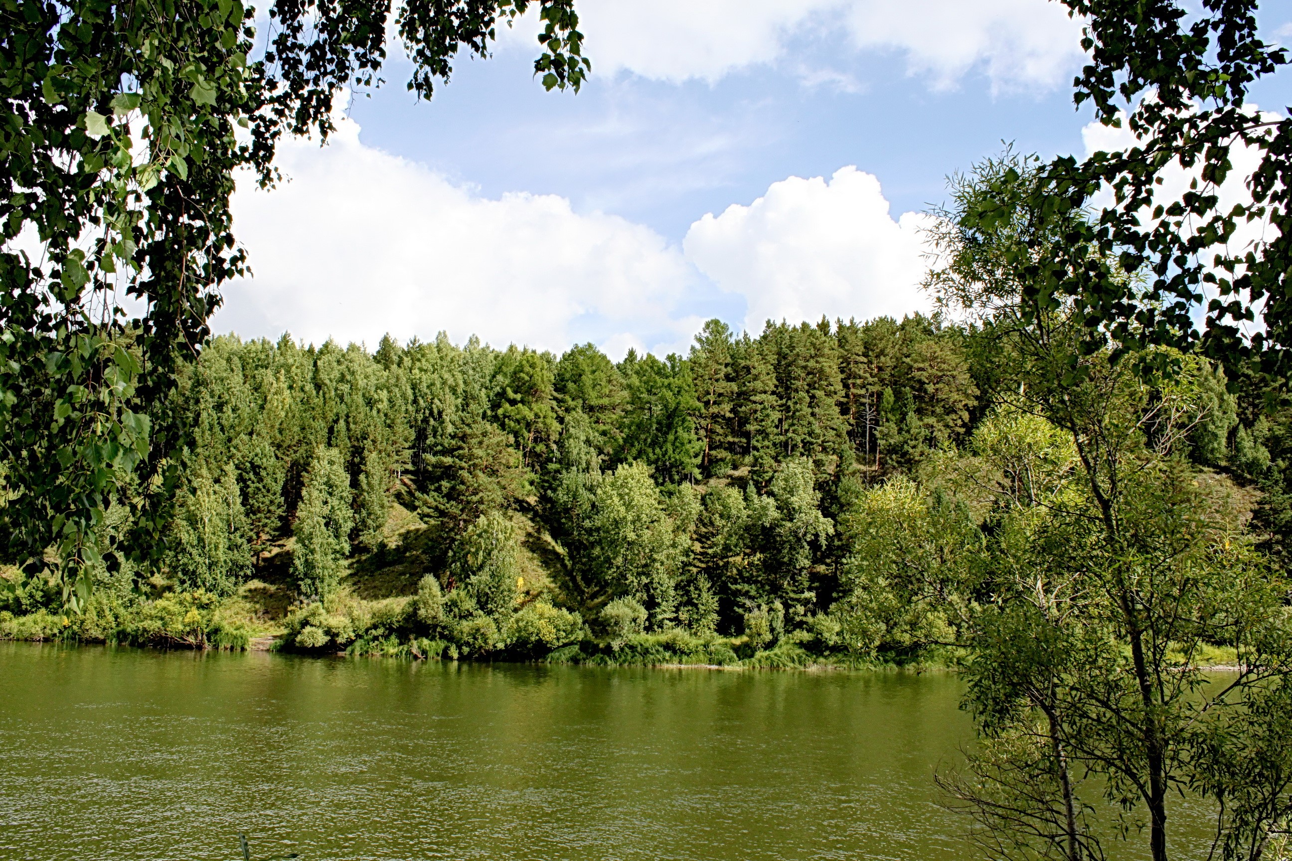 River and forest landscape with trees in foreground HD Wallpaper