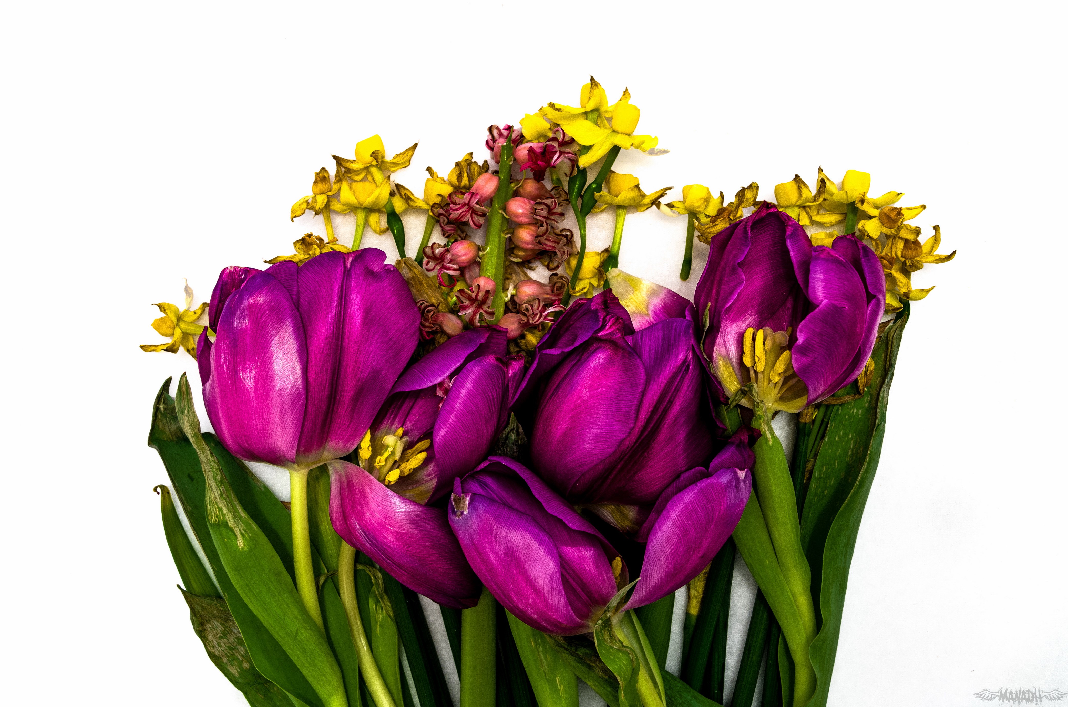 4K Tulips Violet HD Wallpaper