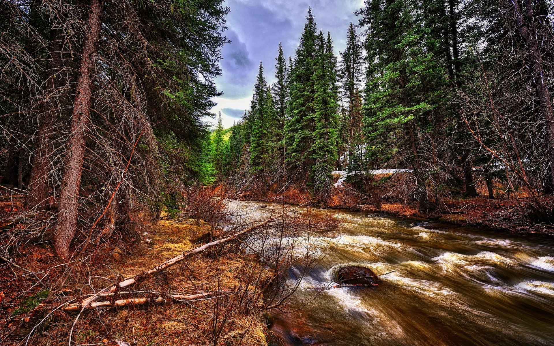River flowing through a pine forest with dead trees HD Wallpaper