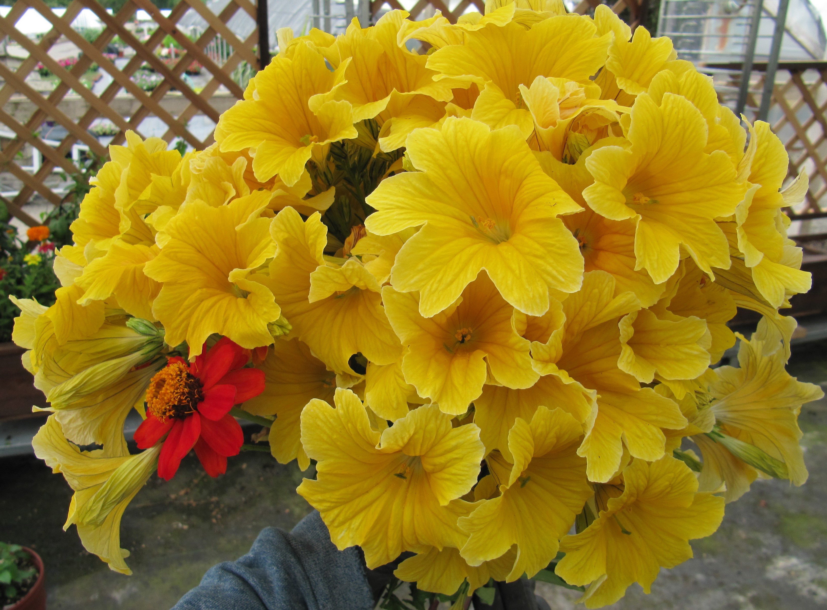 Yellow Salpiglossis flowers with a red flower HD Wallpaper