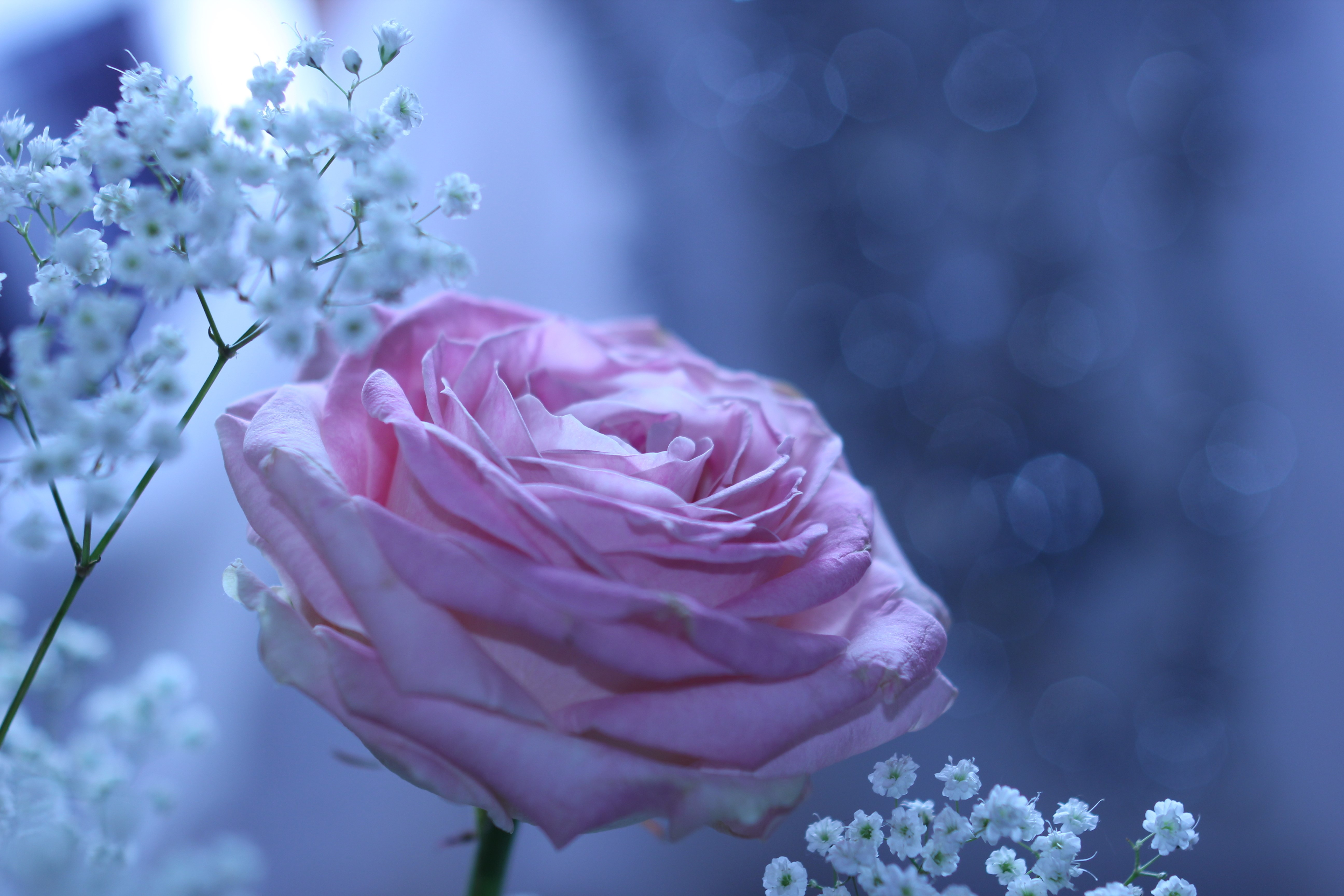Pink rose with baby's breath flowers HD Wallpaper