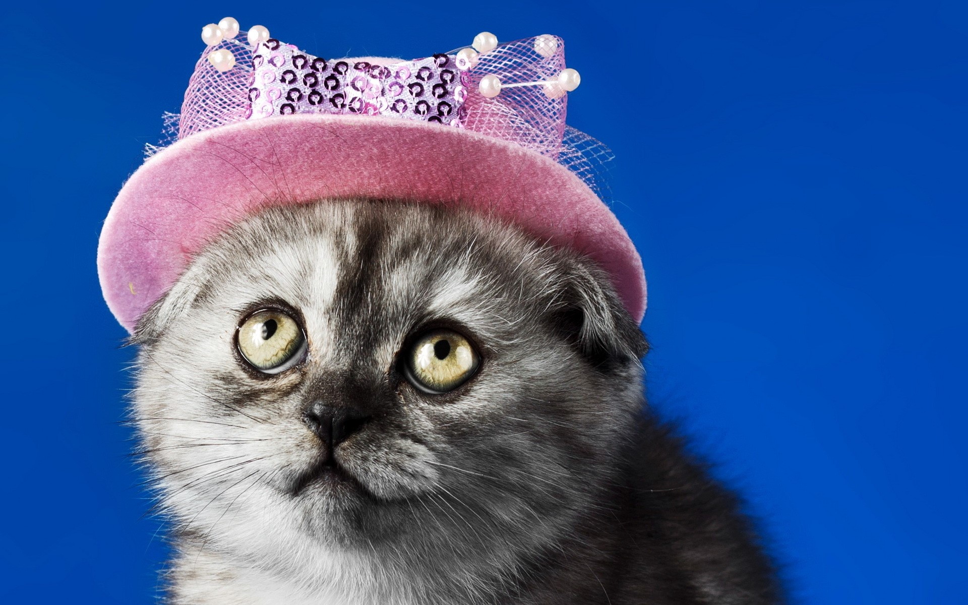 Kitten wearing a pink hat with sequins HD Wallpaper