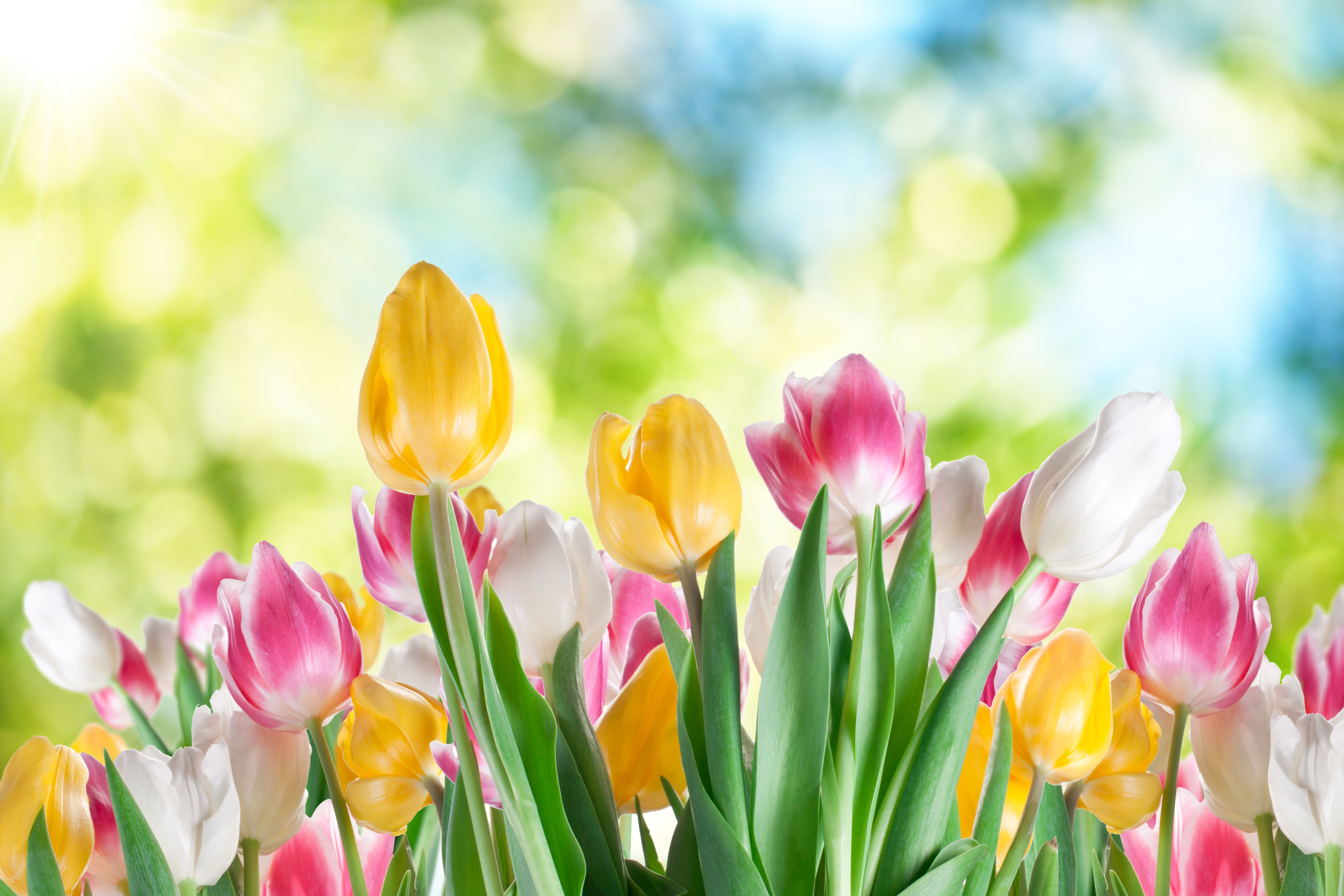 Tulips in bloom with sunlight HD Wallpaper