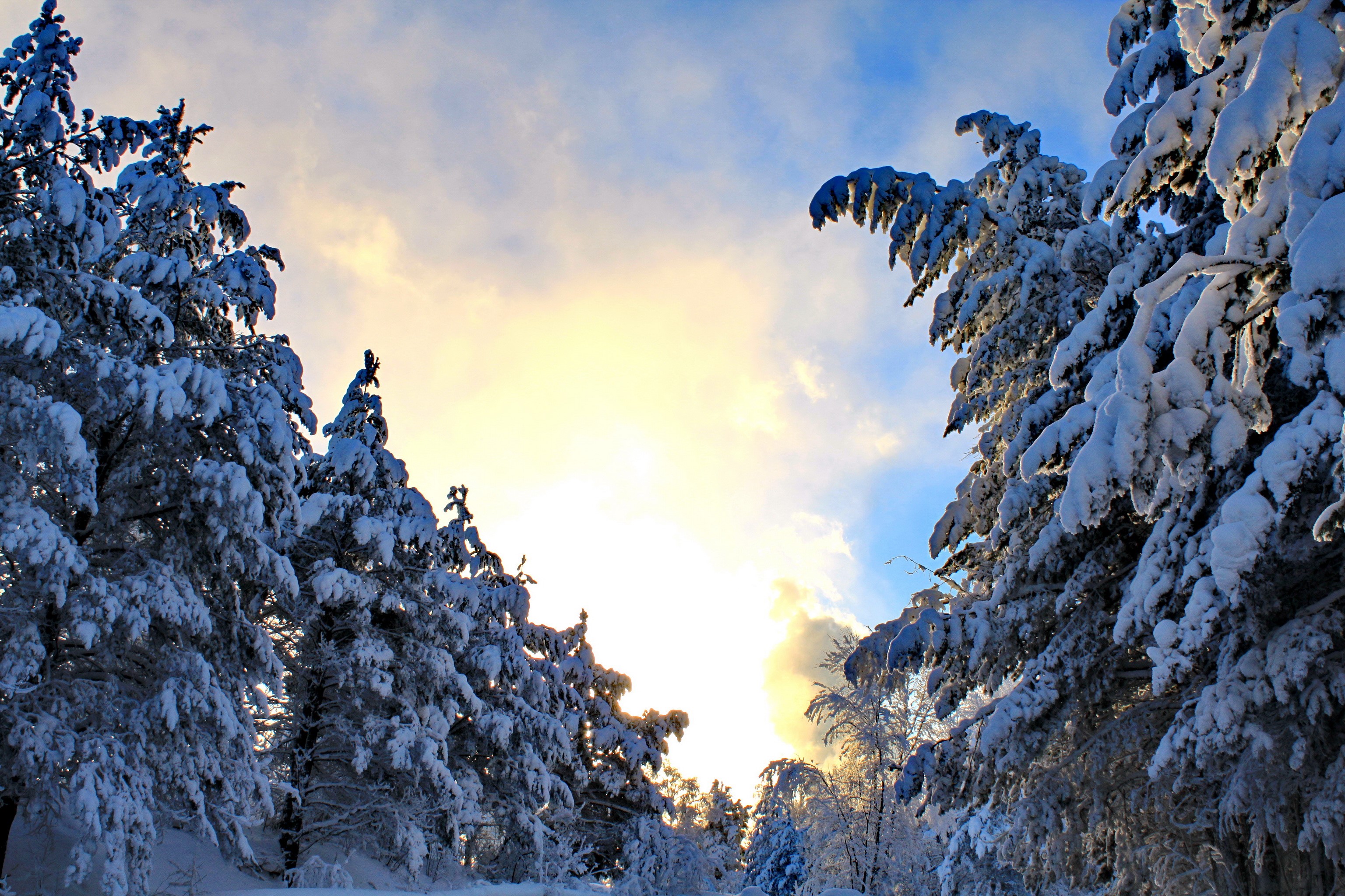 Snow-covered trees against a cloudy sky HD Wallpaper