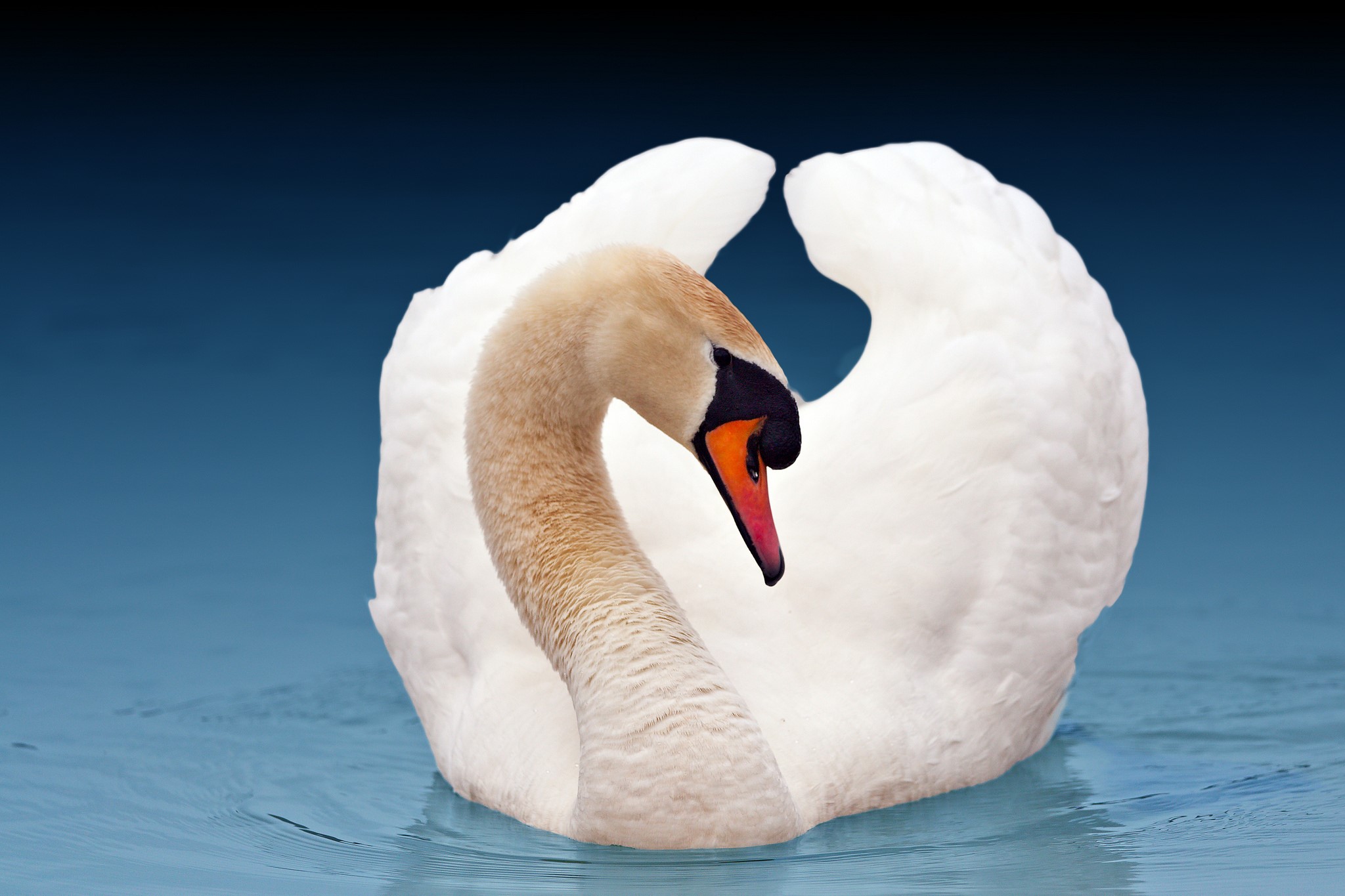 White swan swimming in blue water HD Wallpaper
