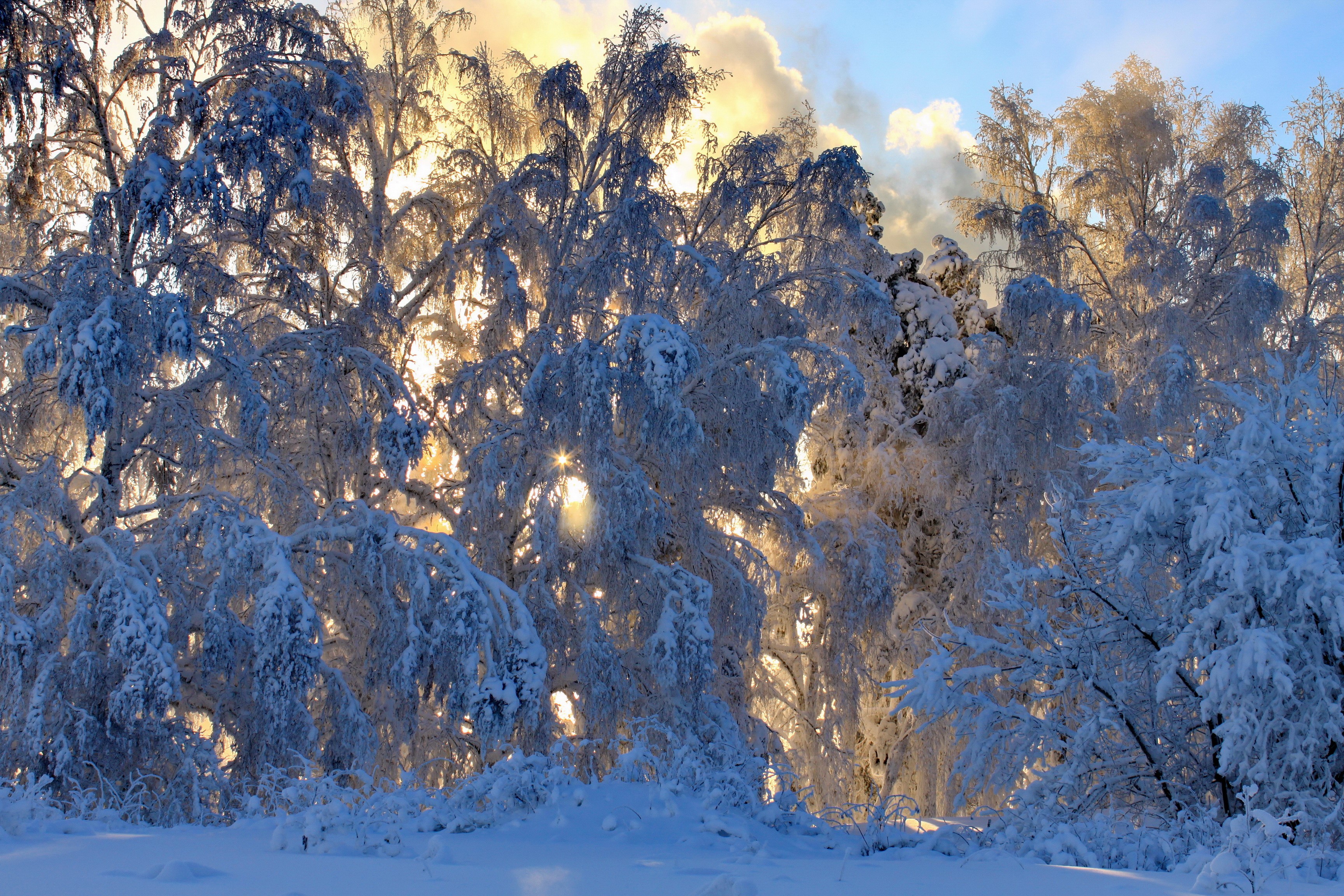 Snow-covered trees in winter sunlight HD Wallpaper