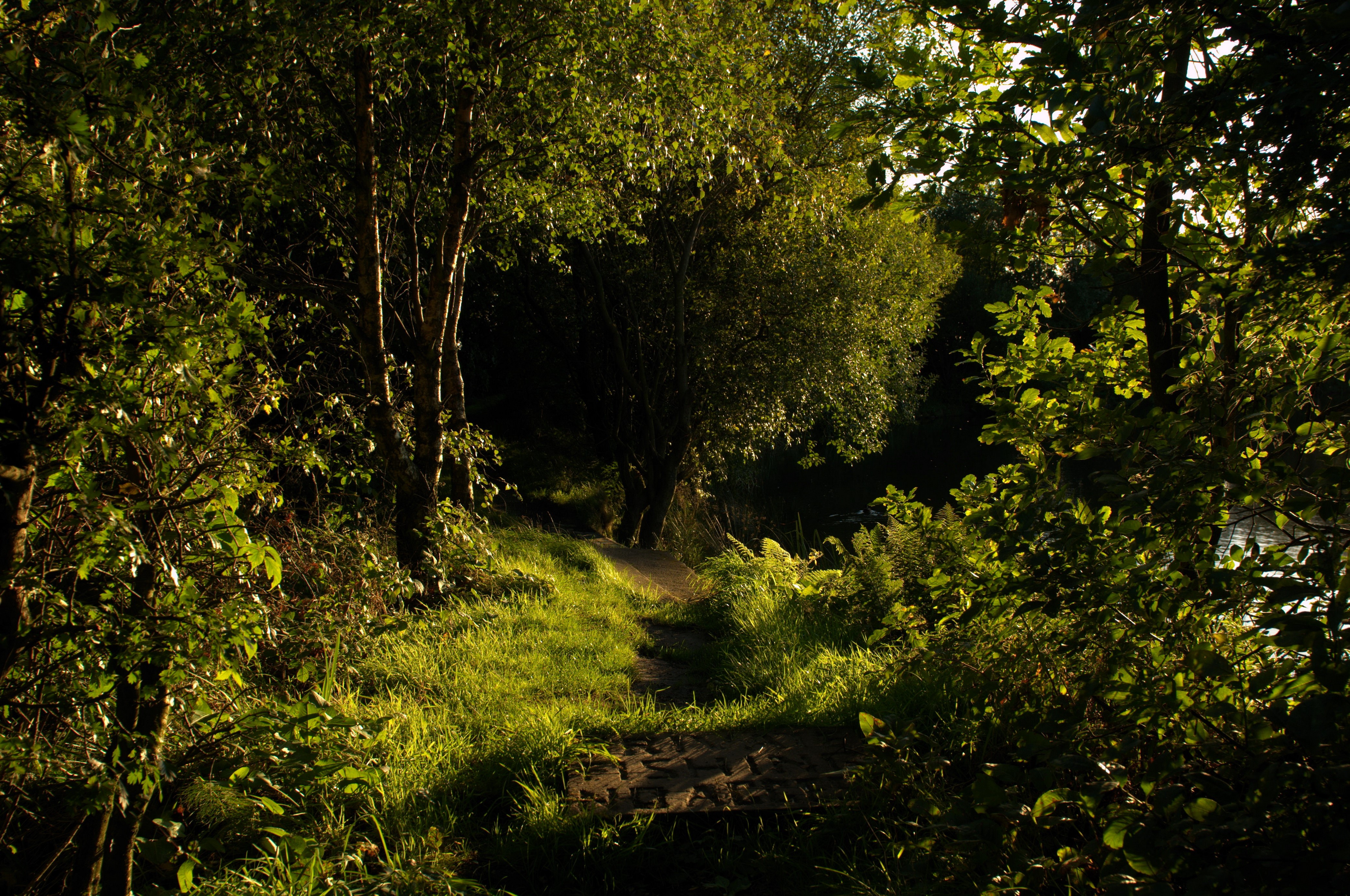 Forest trail with sunlight on grass and trees HD Wallpaper