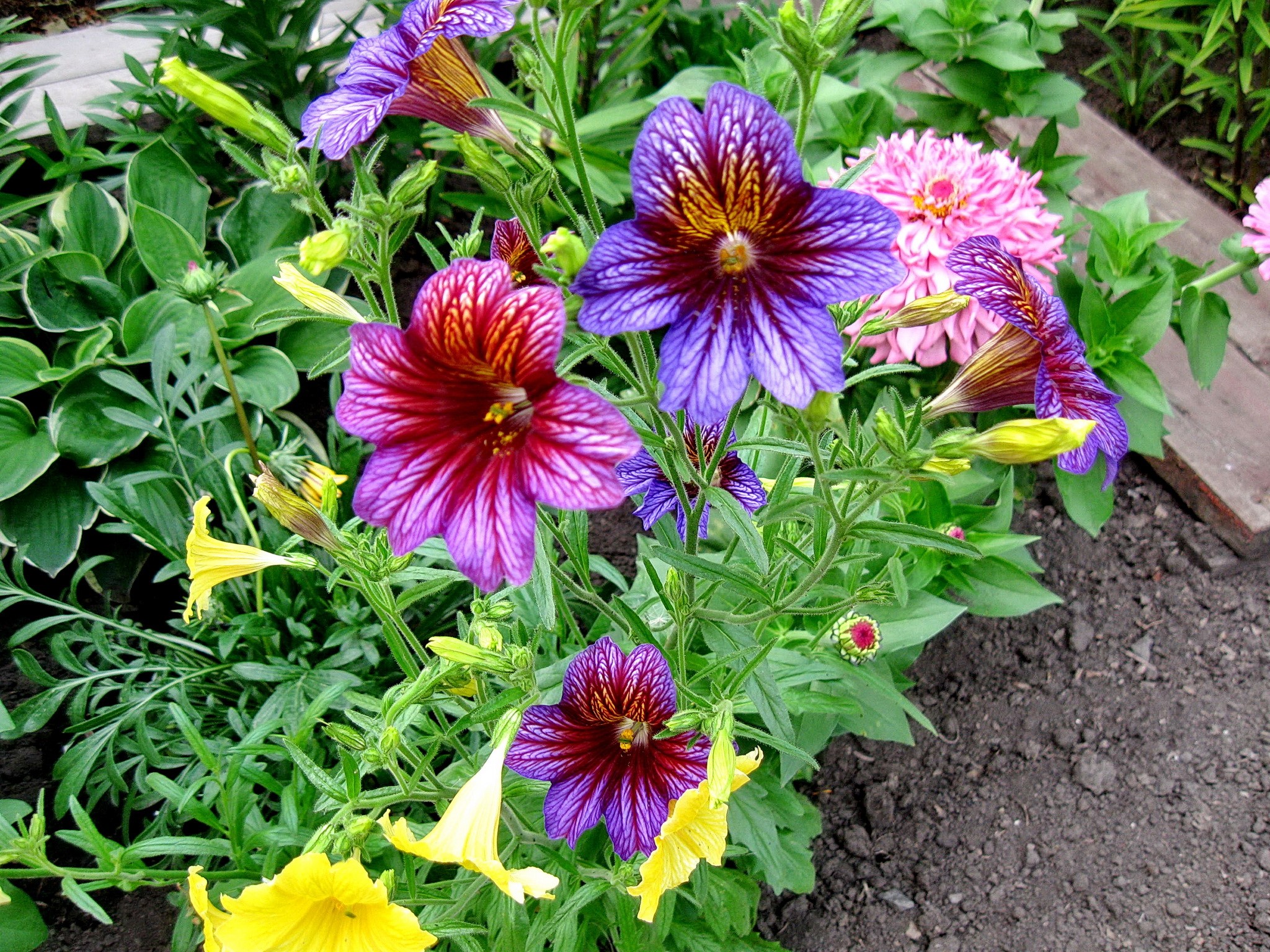 Salpiglossis flowers in a garden HD Wallpaper