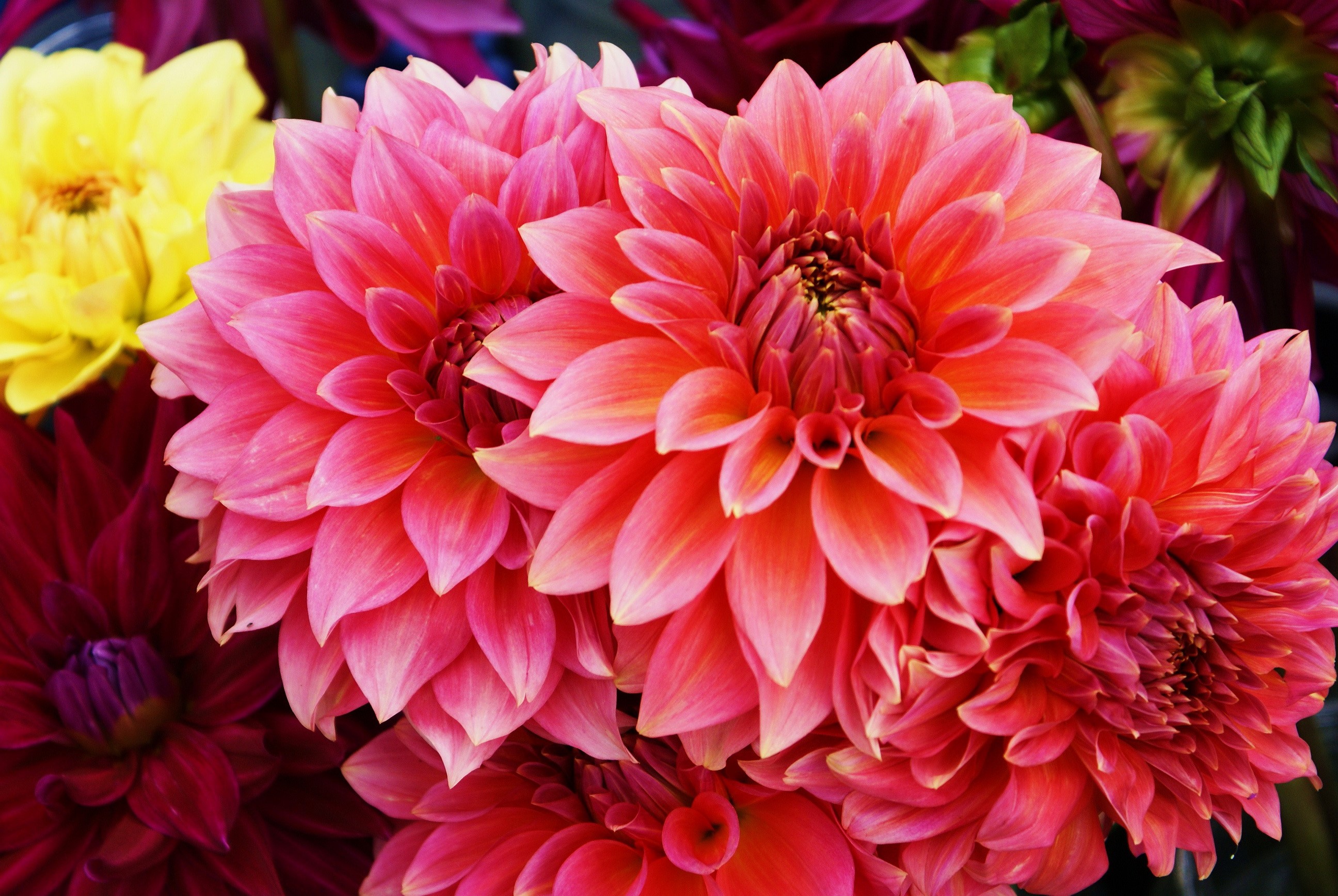 Close-up of pink and yellow dahlias HD Wallpaper