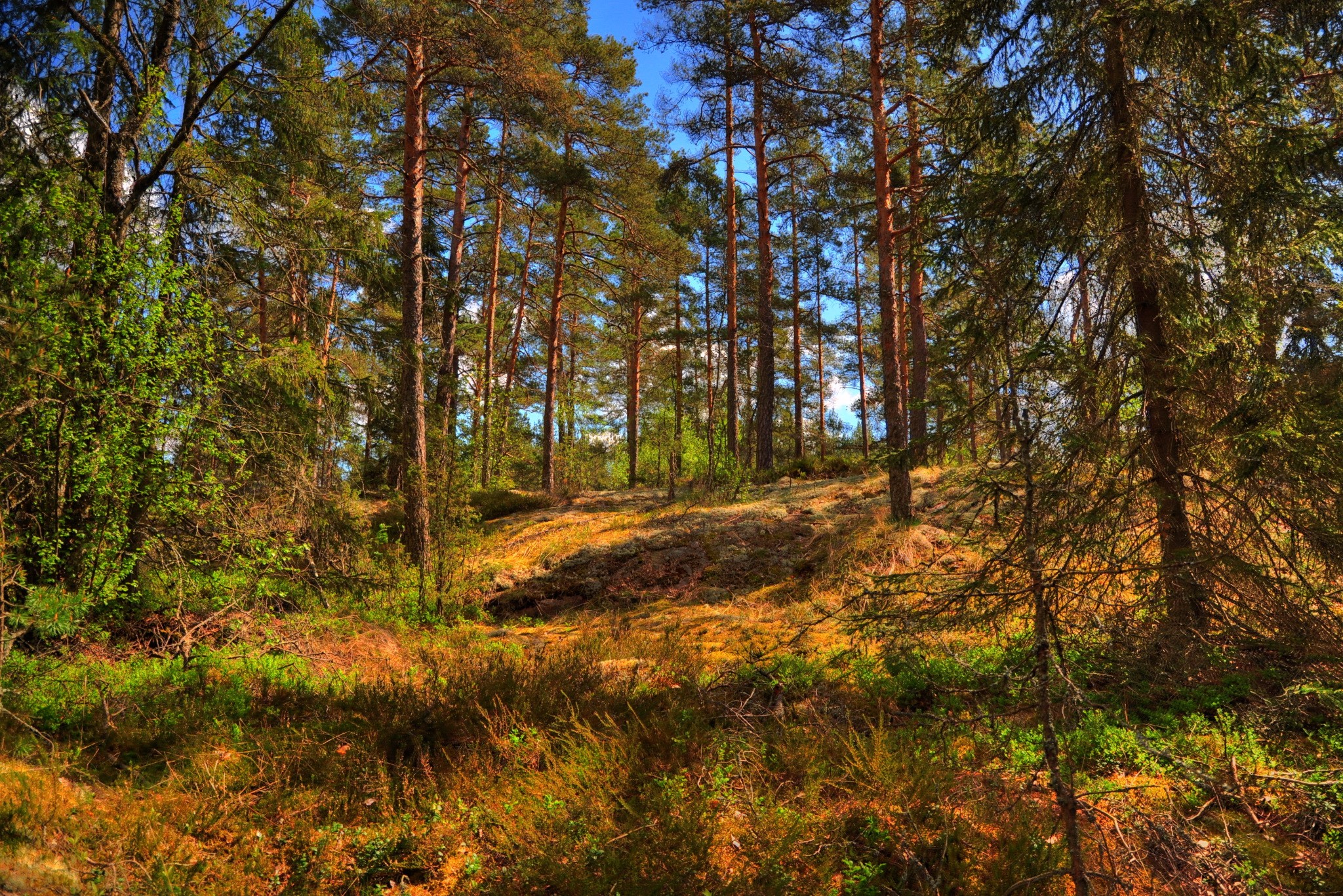 Pine forest with sunlit ground and blue sky HD Wallpaper