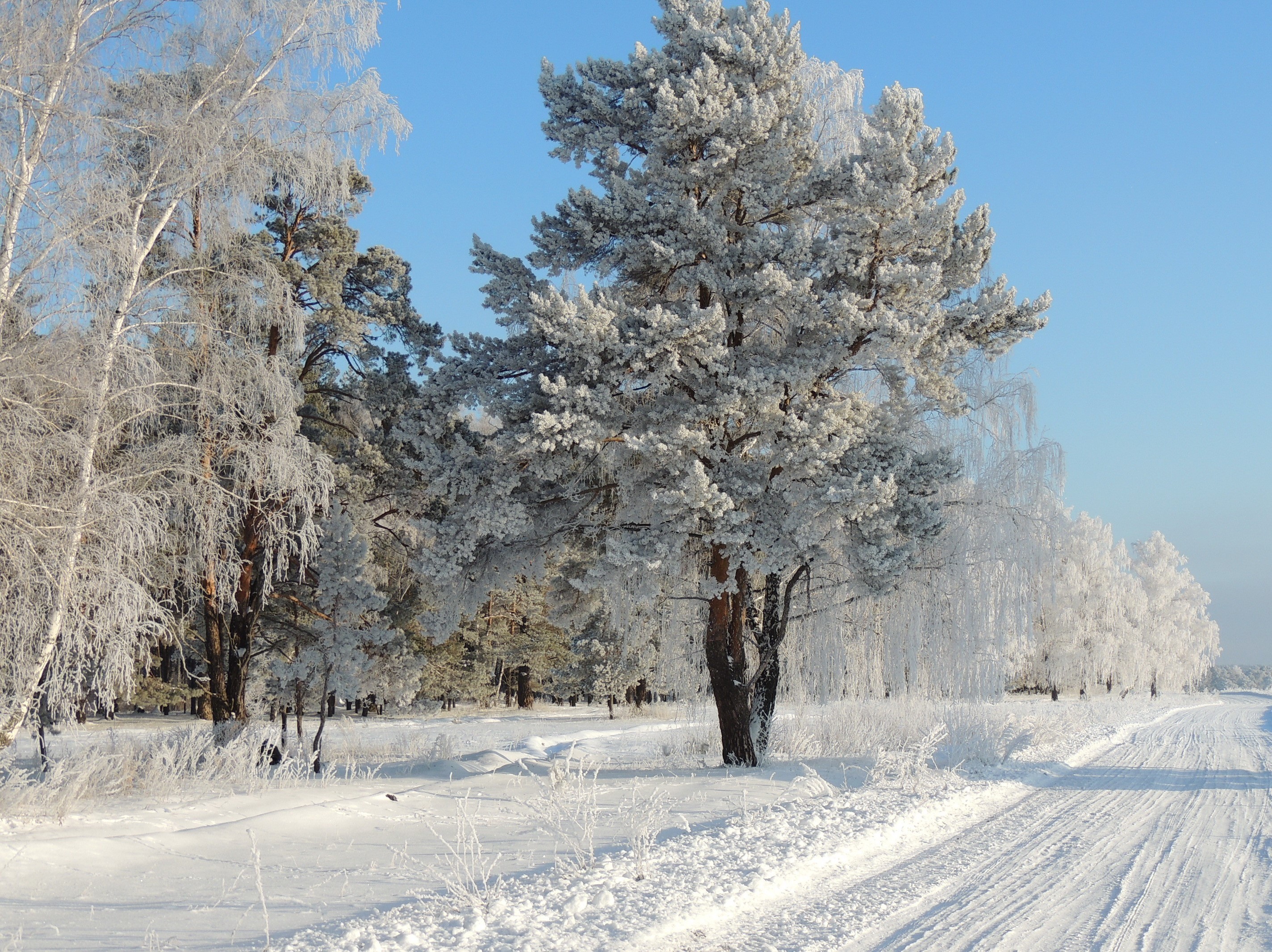 Winter scene with snow-covered trees and a road HD Wallpaper