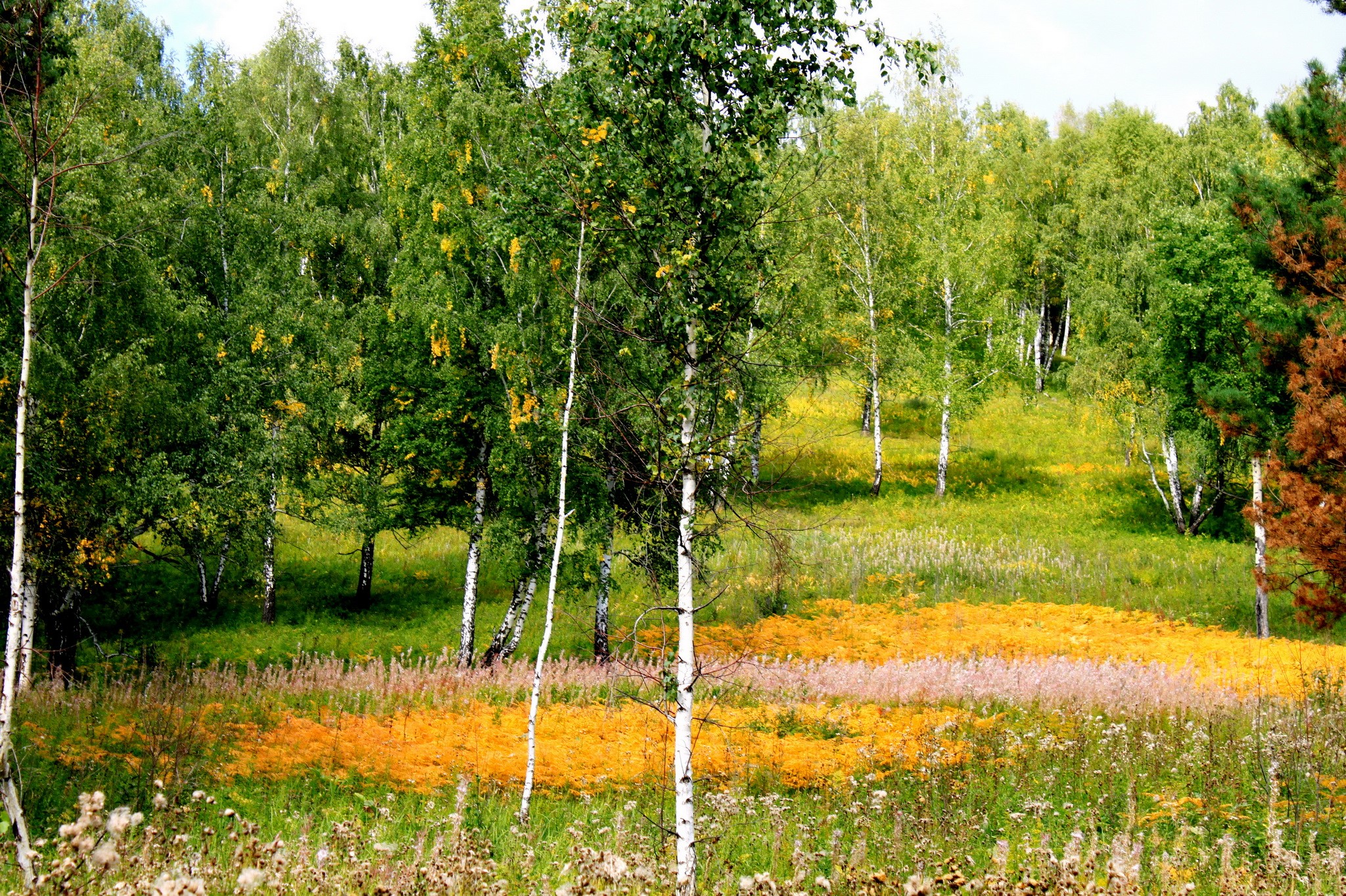 Birch trees on a grassy hillside with wildflowers HD Wallpaper