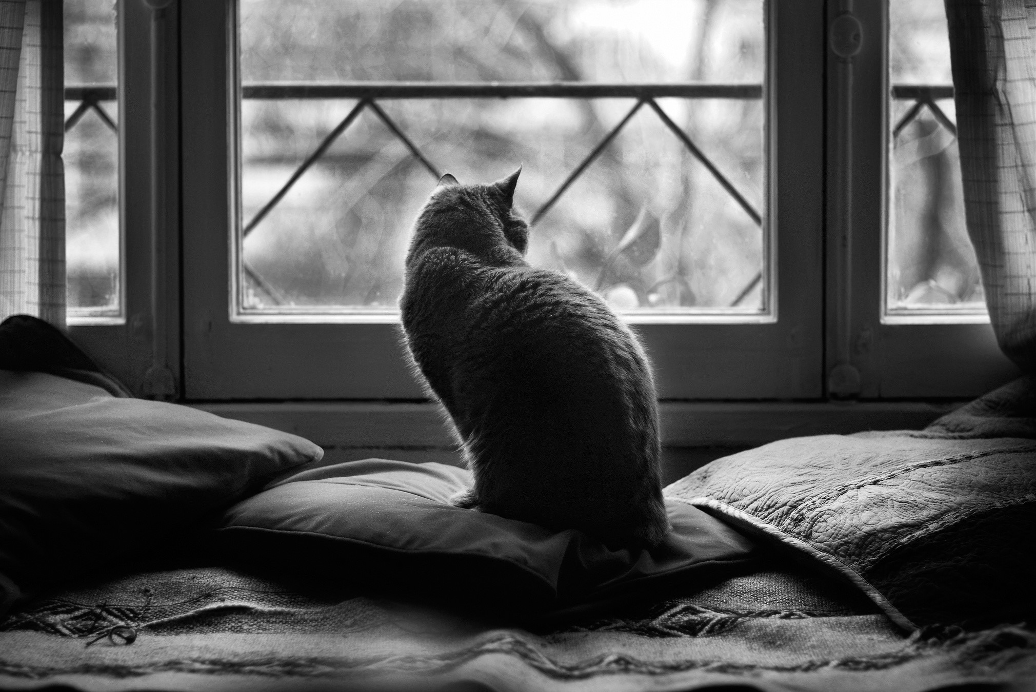 Cat sitting on pillows looking out a window HD Wallpaper