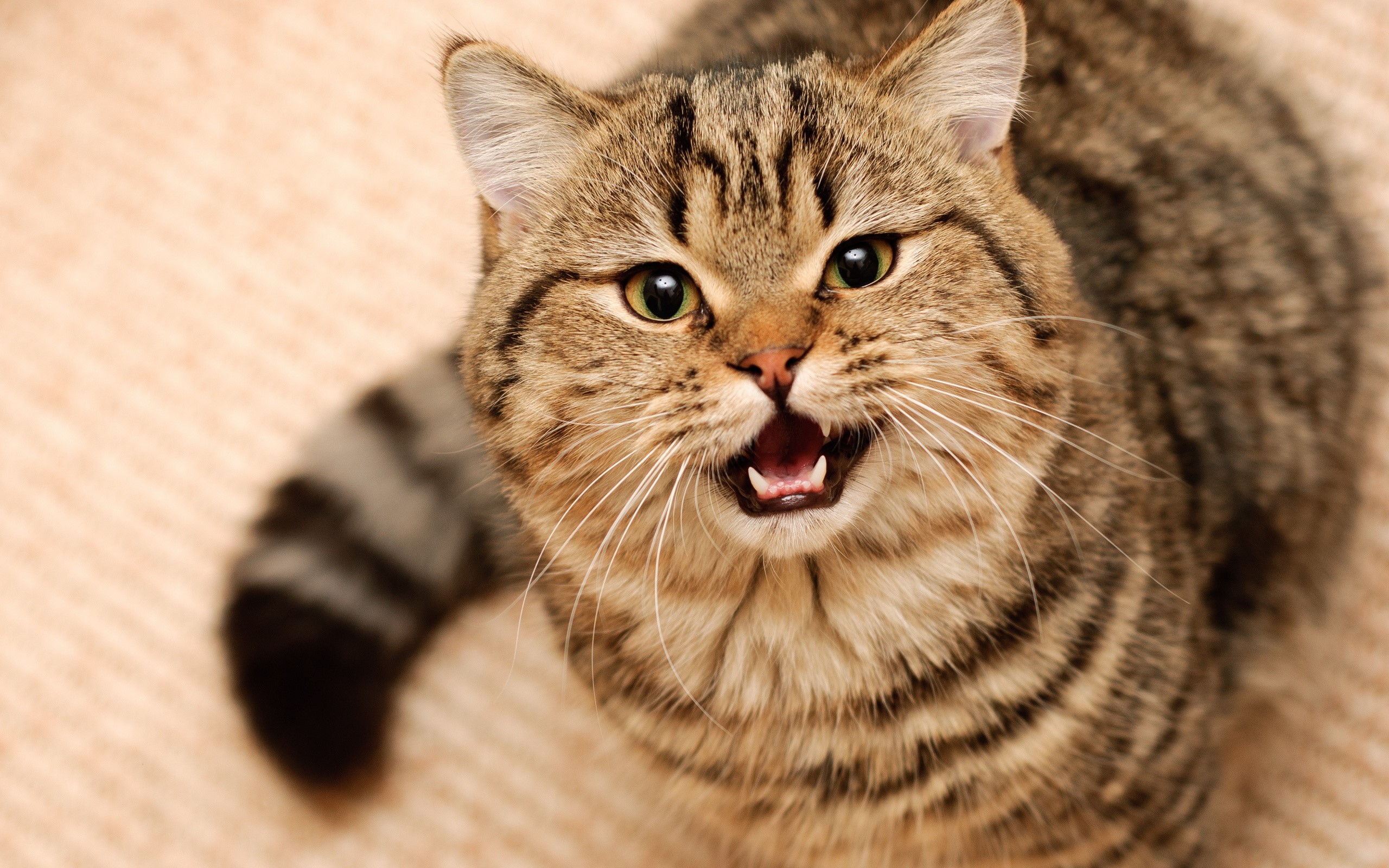 Tabby cat with open mouth looking up HD Wallpaper