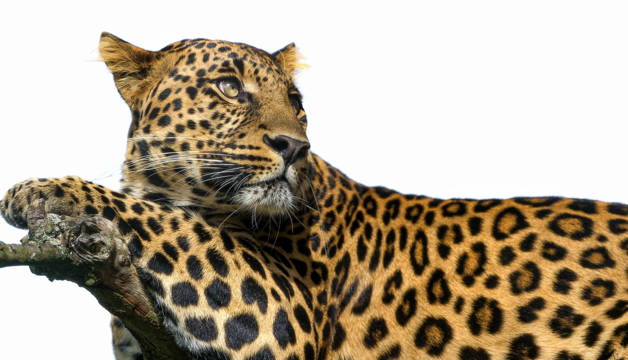Leopard resting on a tree branch HD Wallpaper