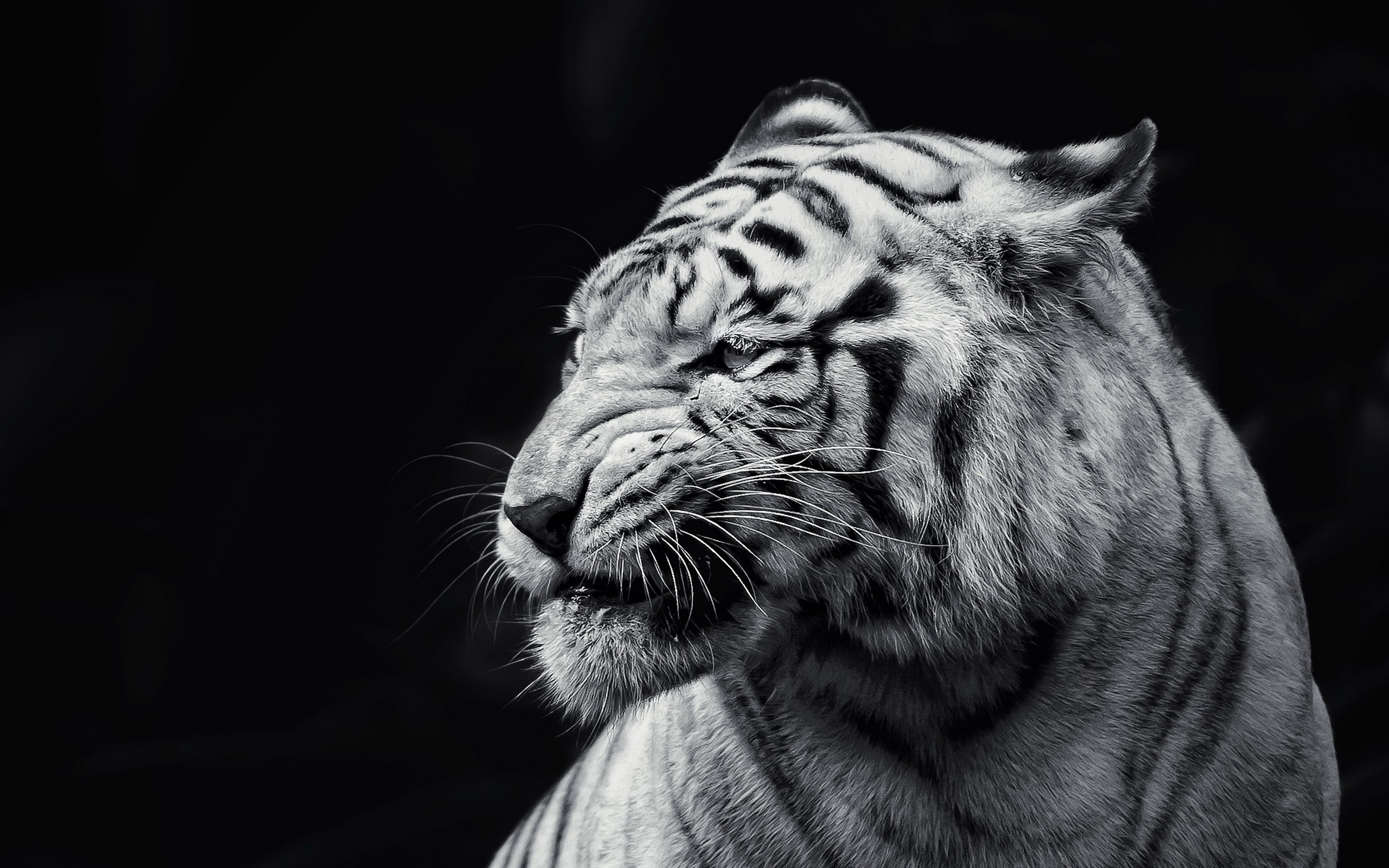 Close-up of a white tiger's face HD Wallpaper