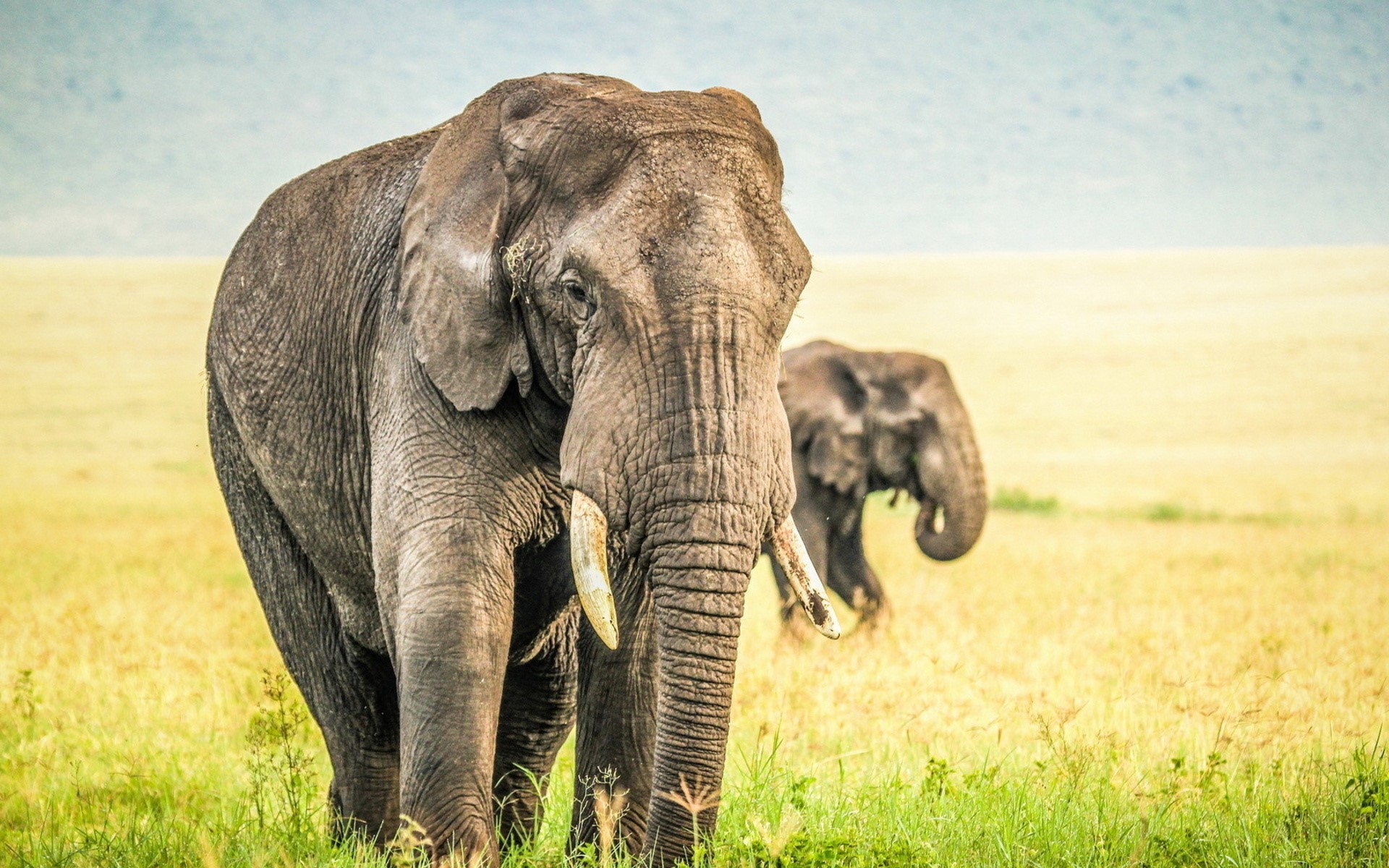 Two elephants in a grassy field HD Wallpaper