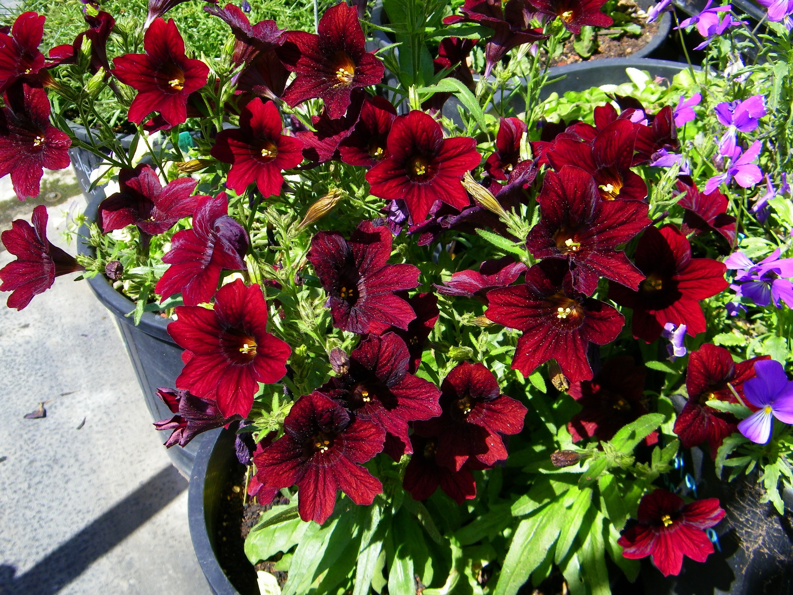 Deep red Salpiglossis flowers in pots HD Wallpaper