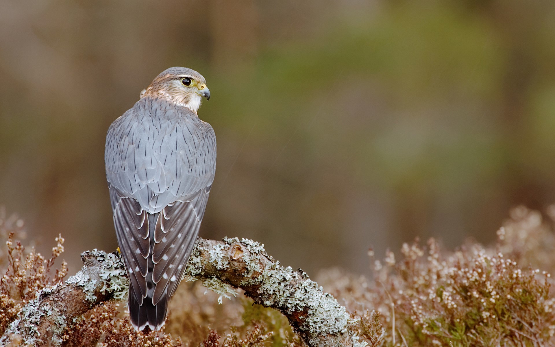Merlin falcon perched on a mossy branch HD Wallpaper