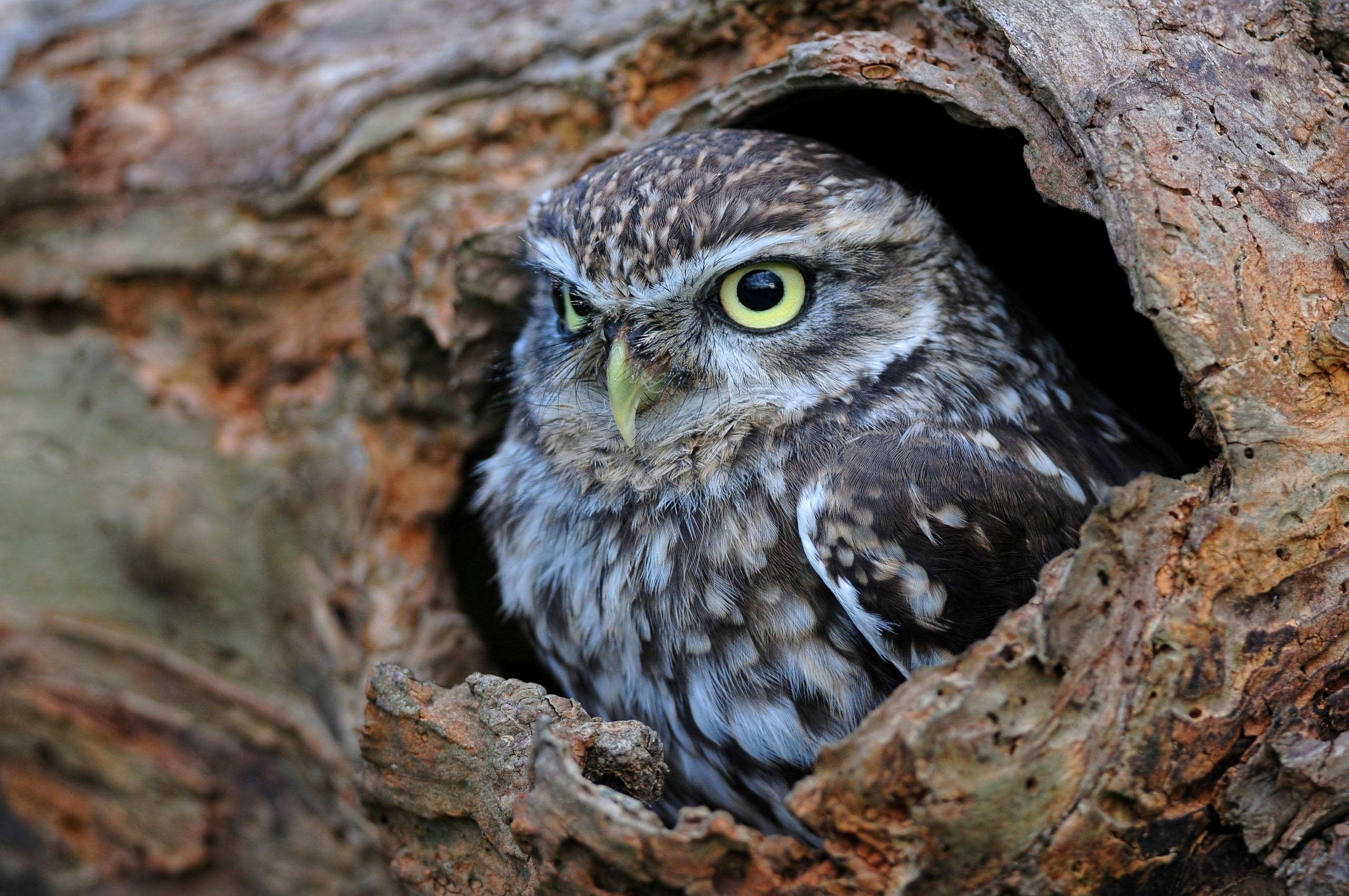 Little owl perched in a tree hollow HD Wallpaper
