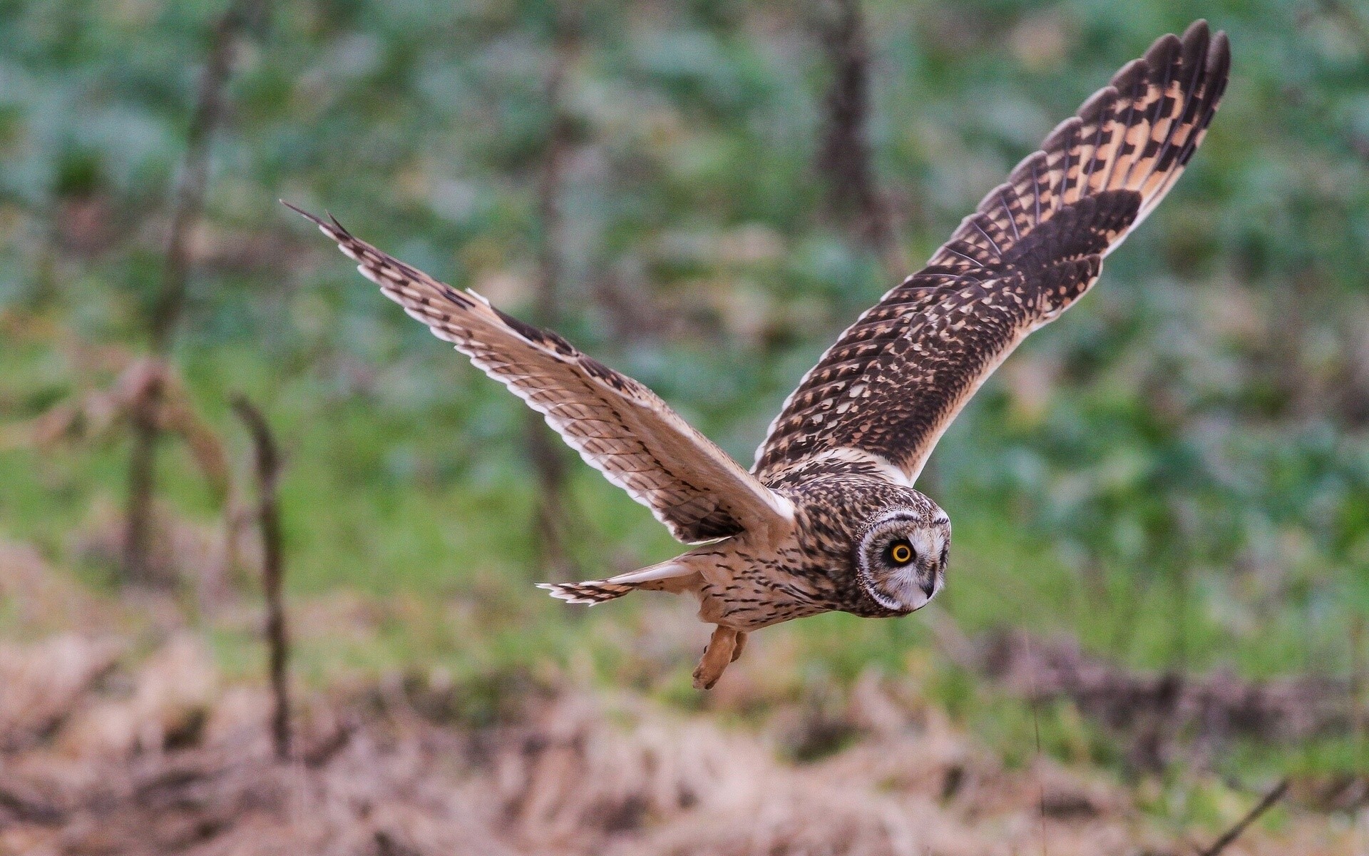 Short-eared owl in flight HD Wallpaper
