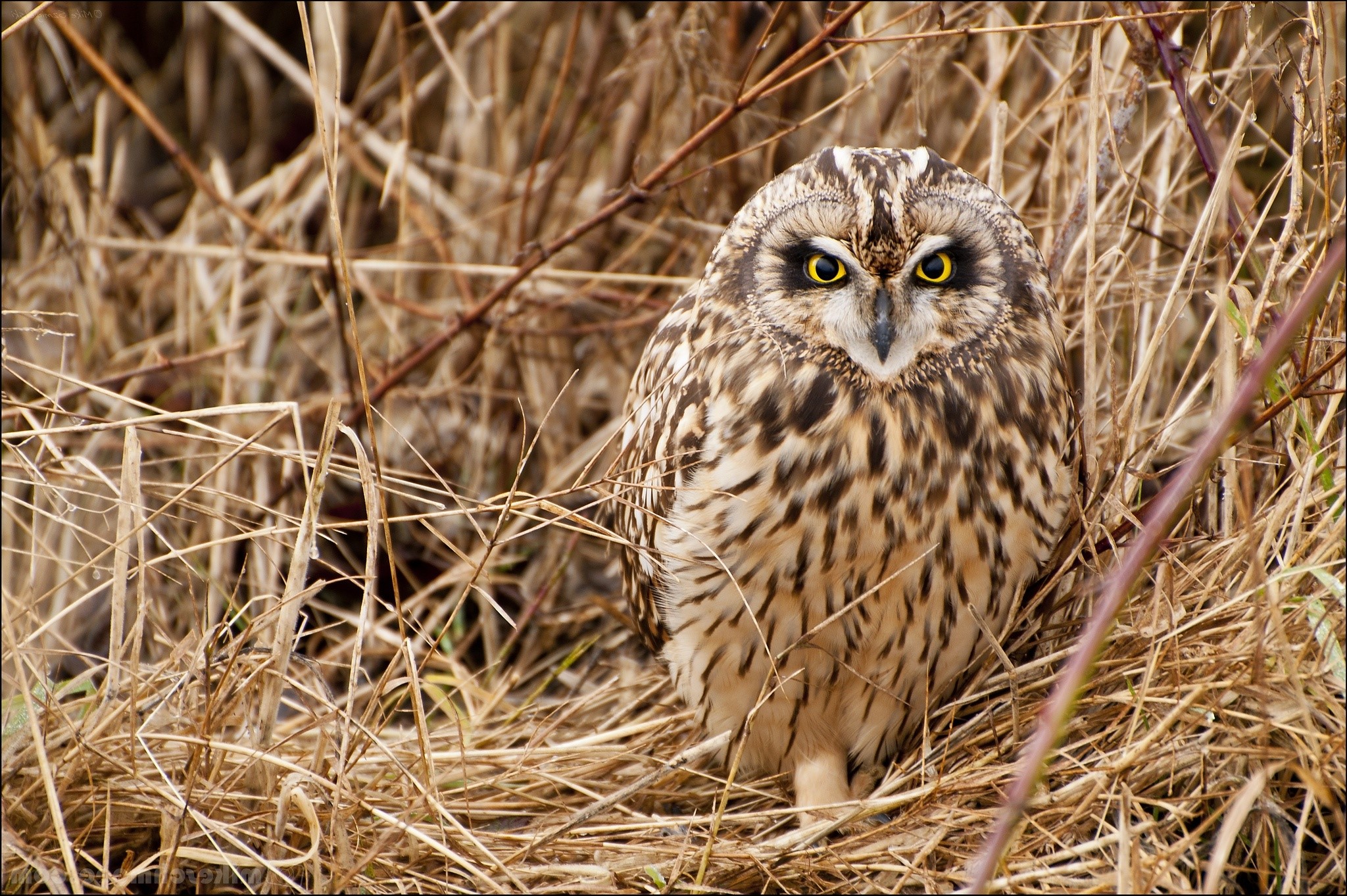 Short-eared owl perched in dry grass HD Wallpaper