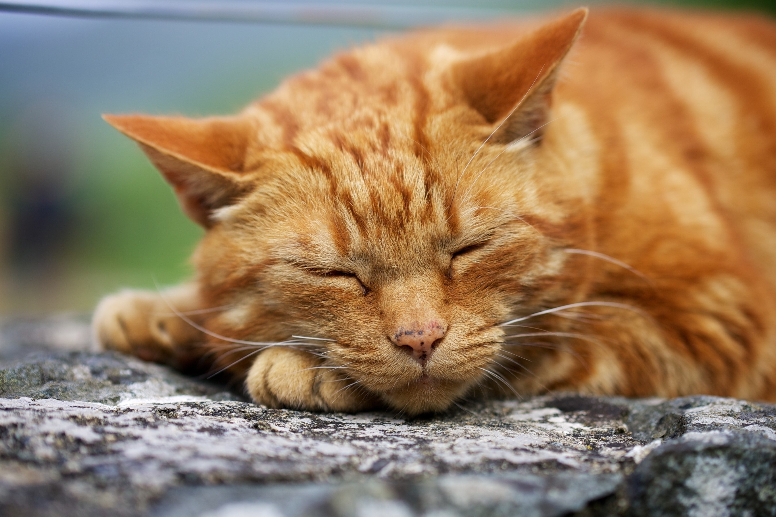 Orange tabby cat sleeping on a rock HD Wallpaper