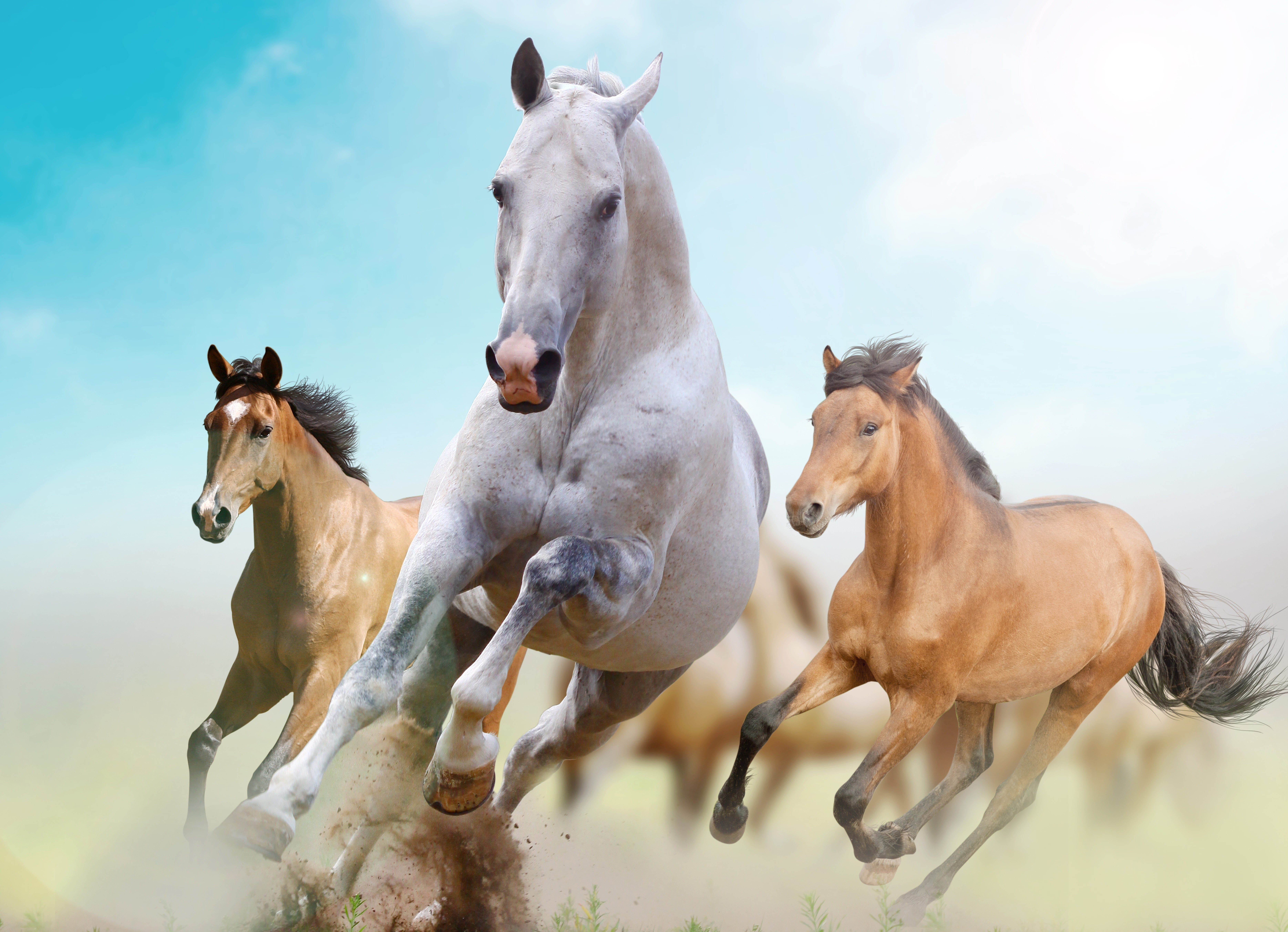 Three horses running in a field HD Wallpaper