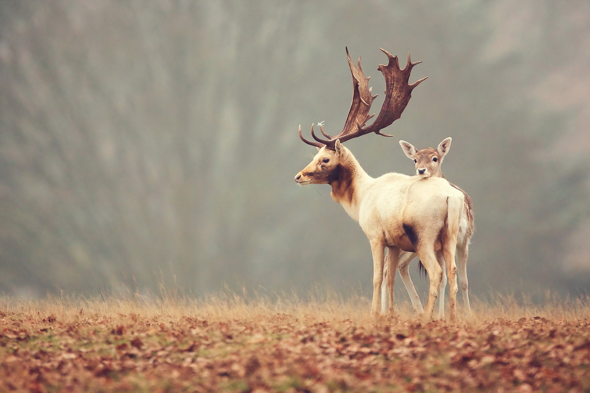 Deer with large antlers and a fawn in a misty forest HD Wallpaper