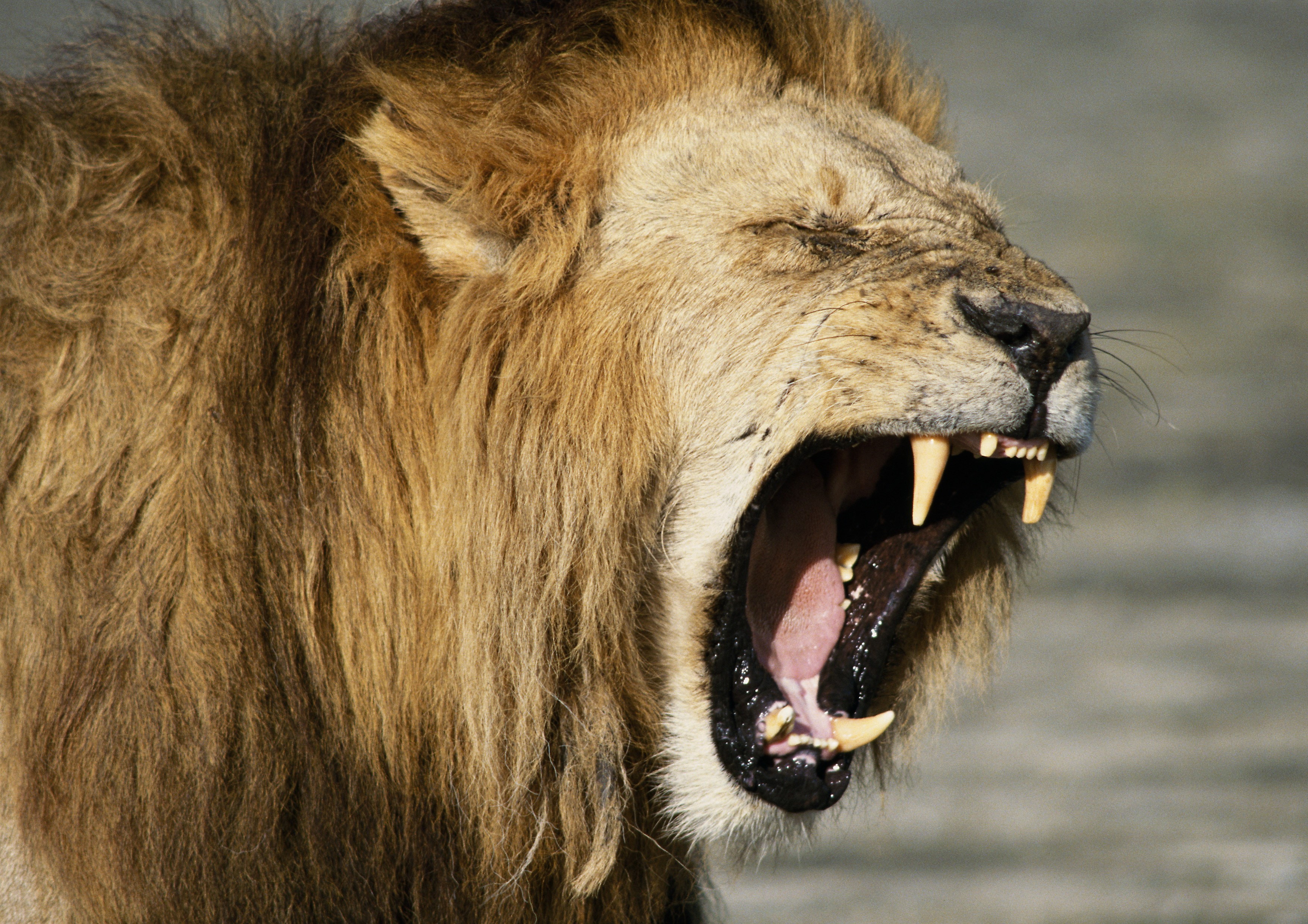 Lion yawning with mouth wide open HD Wallpaper