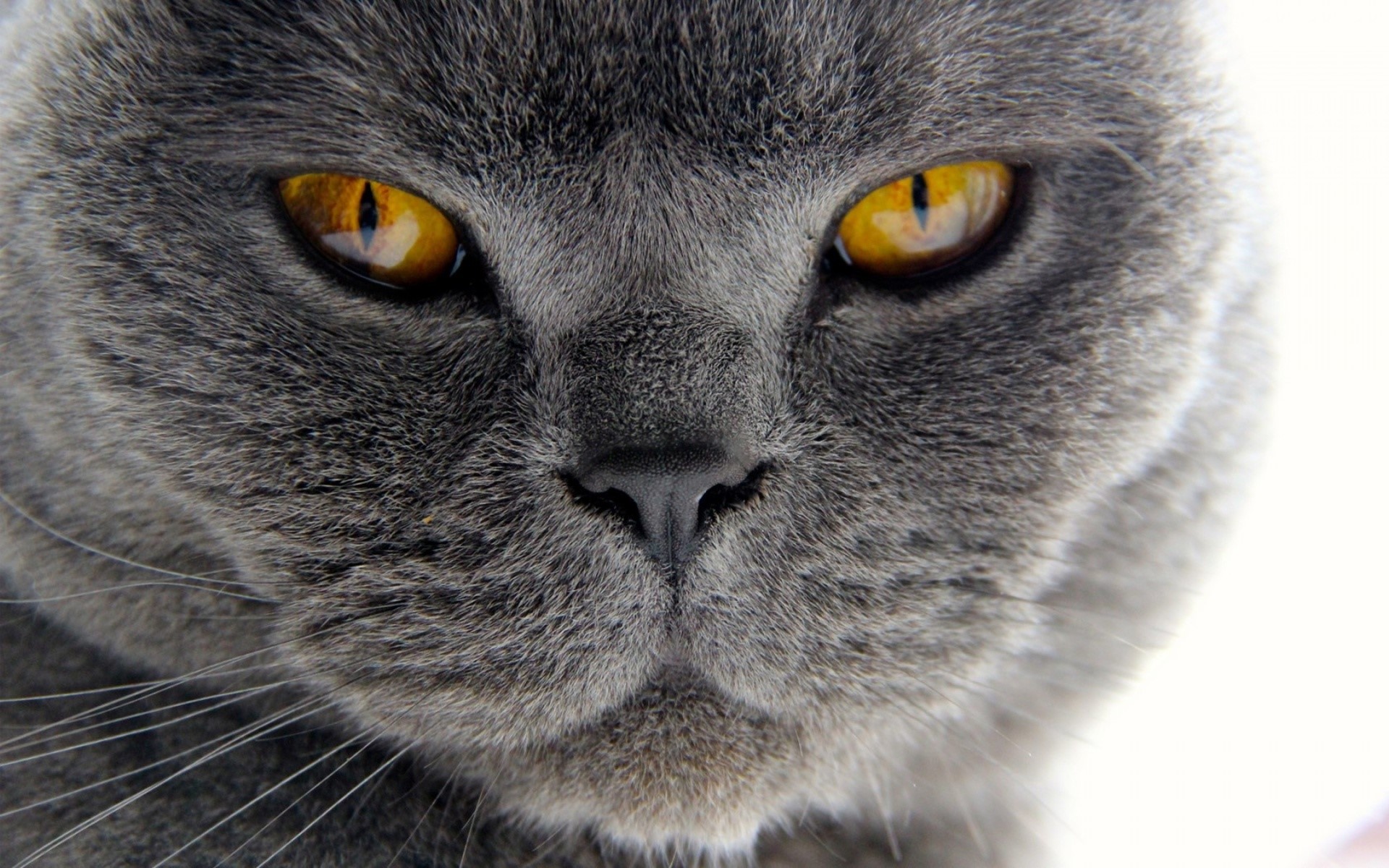 Close-up of a British Shorthair cat's face HD Wallpaper