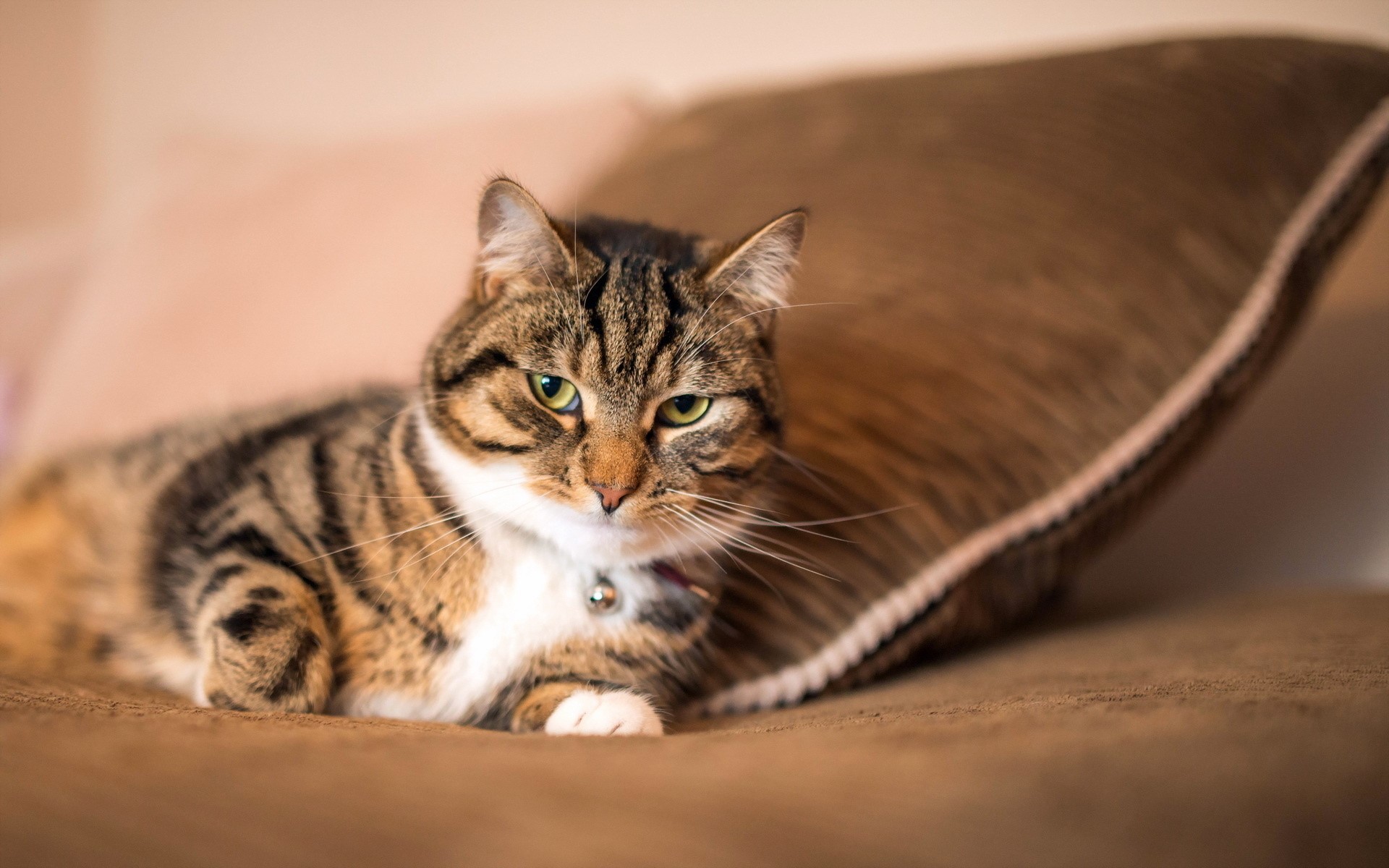 Tabby cat with green eyes lying on a brown surface HD Wallpaper