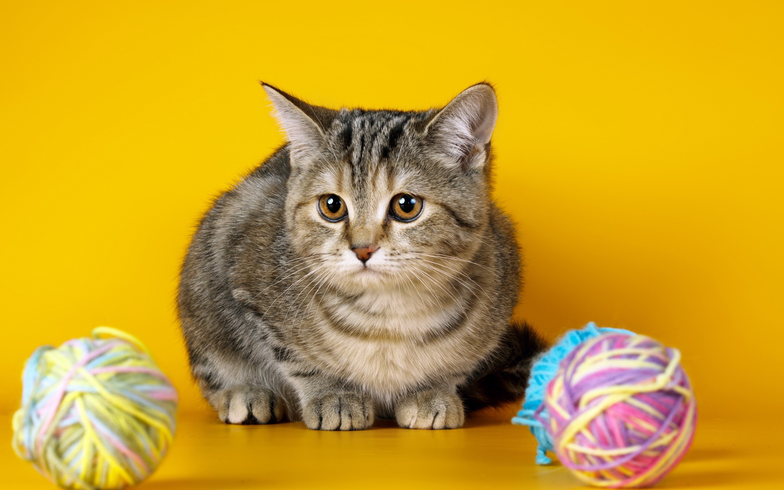Tabby cat with yarn balls on yellow background HD Wallpaper